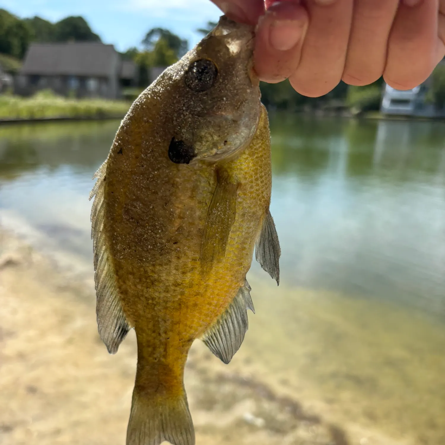 Bluegill caught on Fishbrain