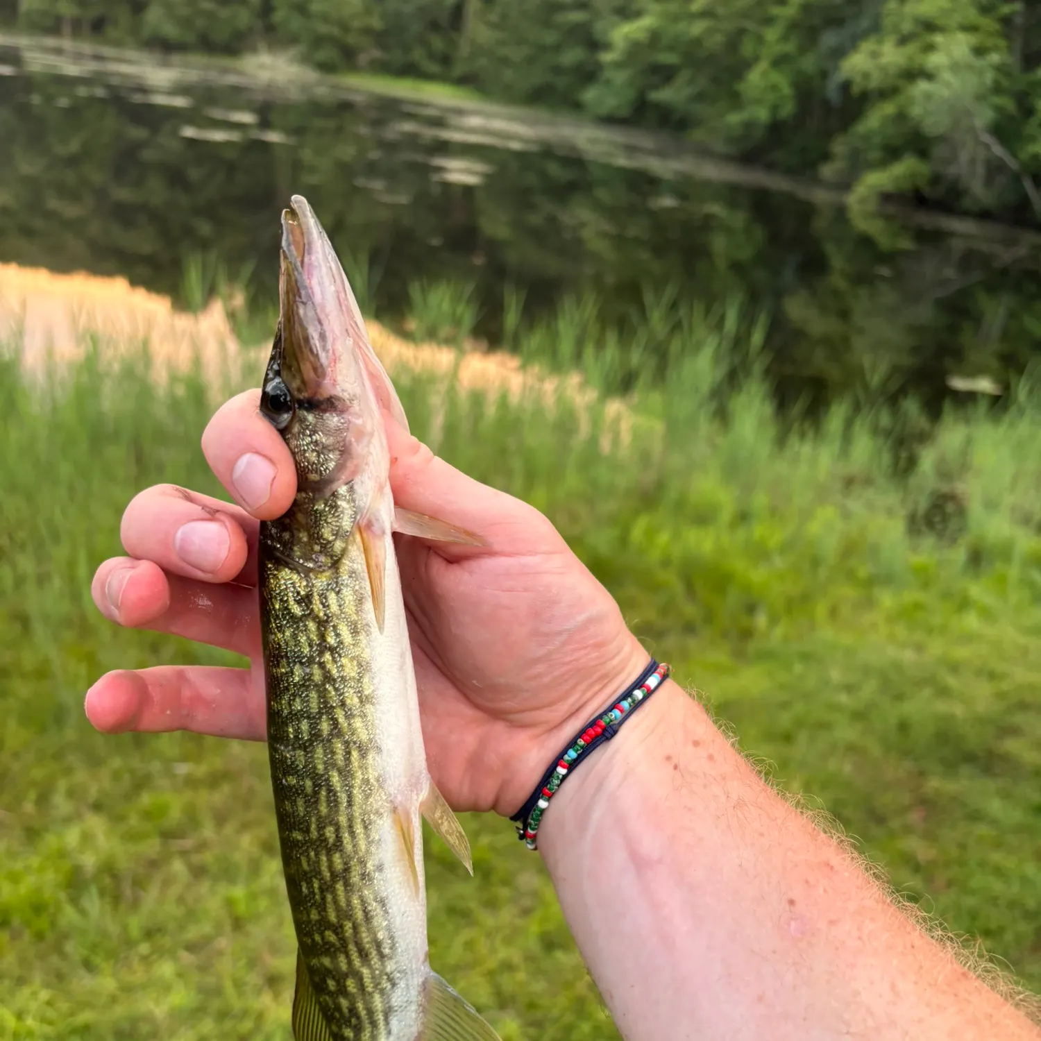 Chain pickerel caught on Fishbrain