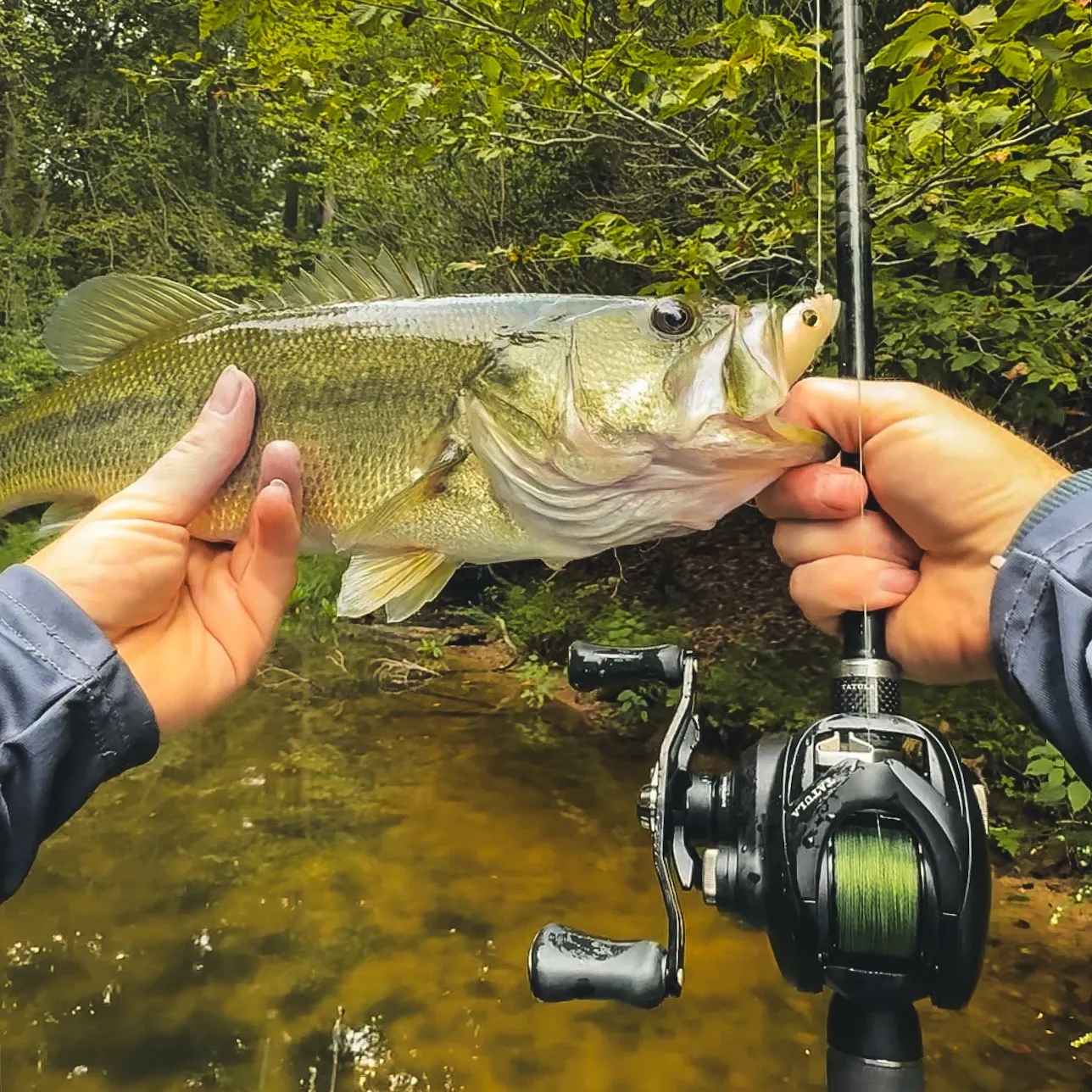 Largemouth bass caught on Fishbrain