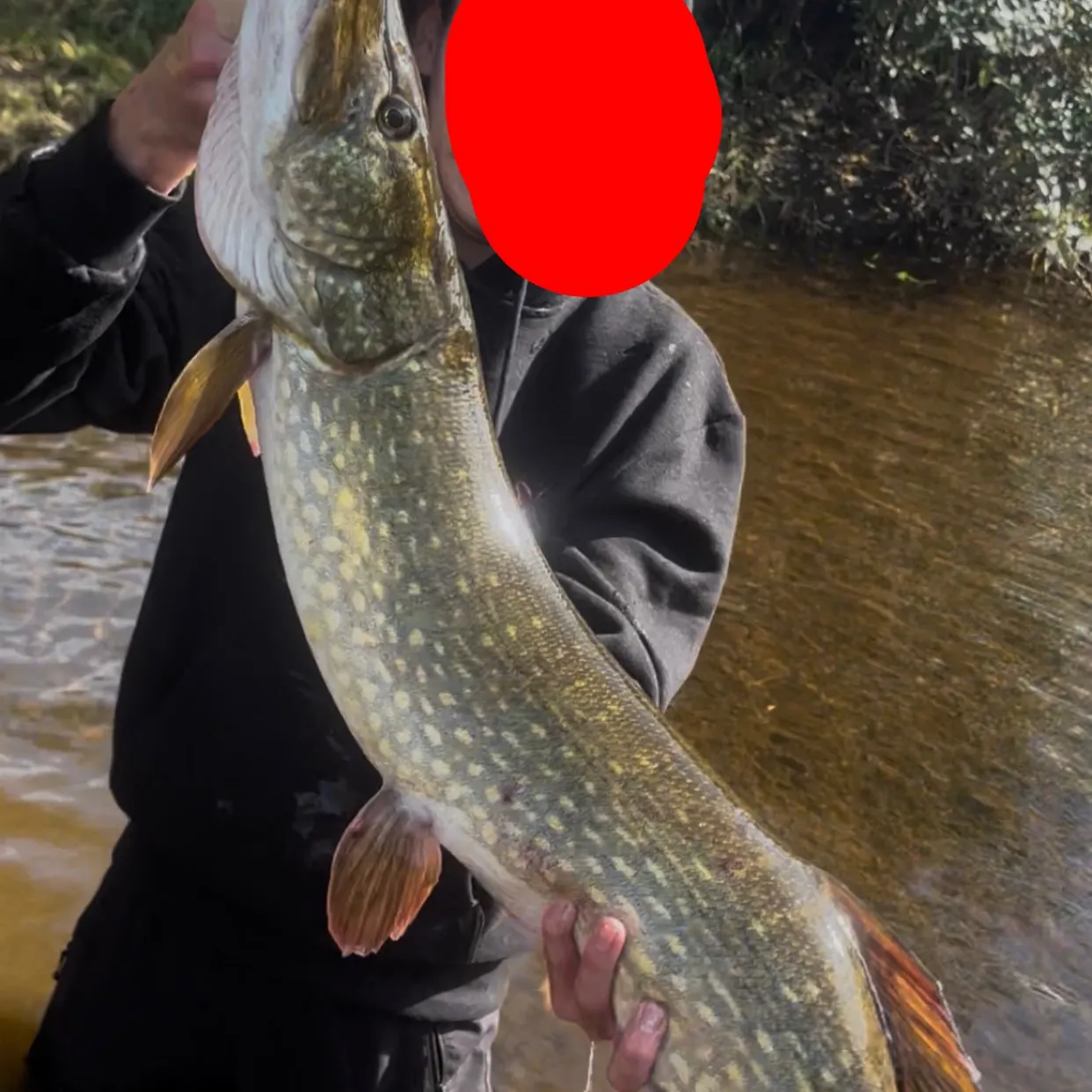 Northern pike caught on Fishbrain