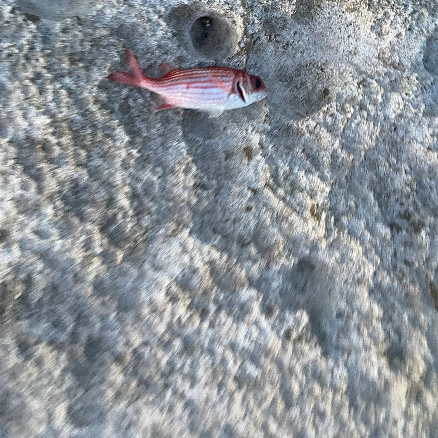 The most recent Speckled squirrelfish catches on Fishbrain