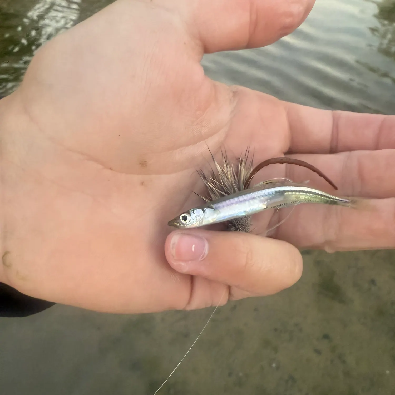 The most recent Brook silverside catches on Fishbrain