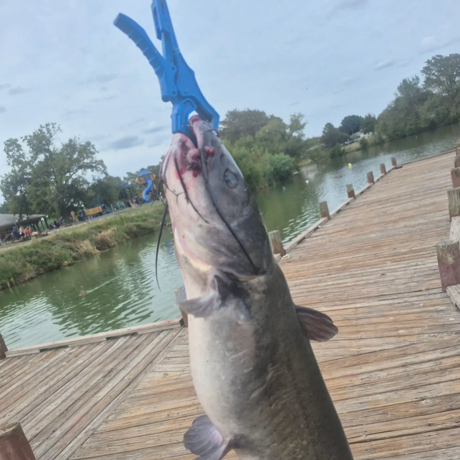 Channel catfish caught on Fishbrain