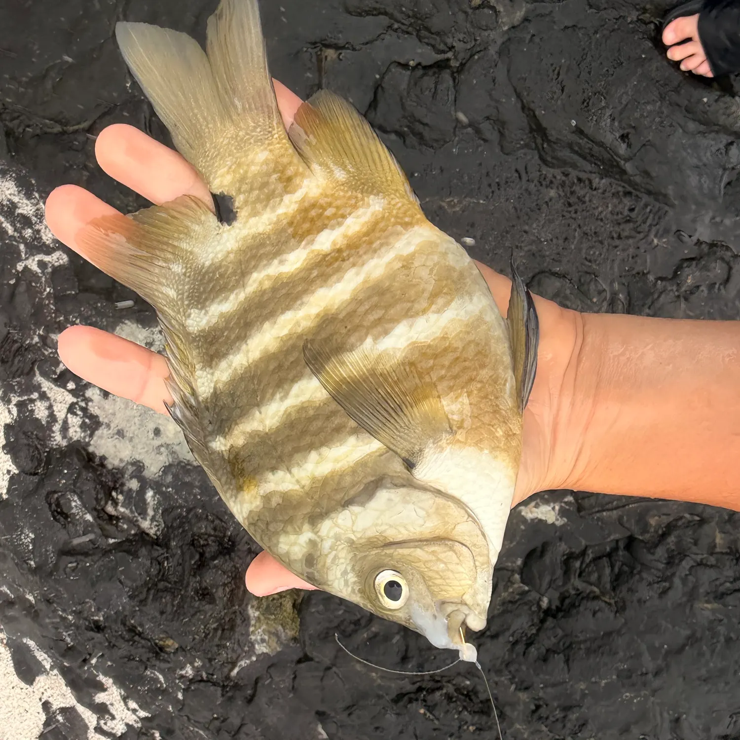 The most recent Blackspot sergeant catches on Fishbrain