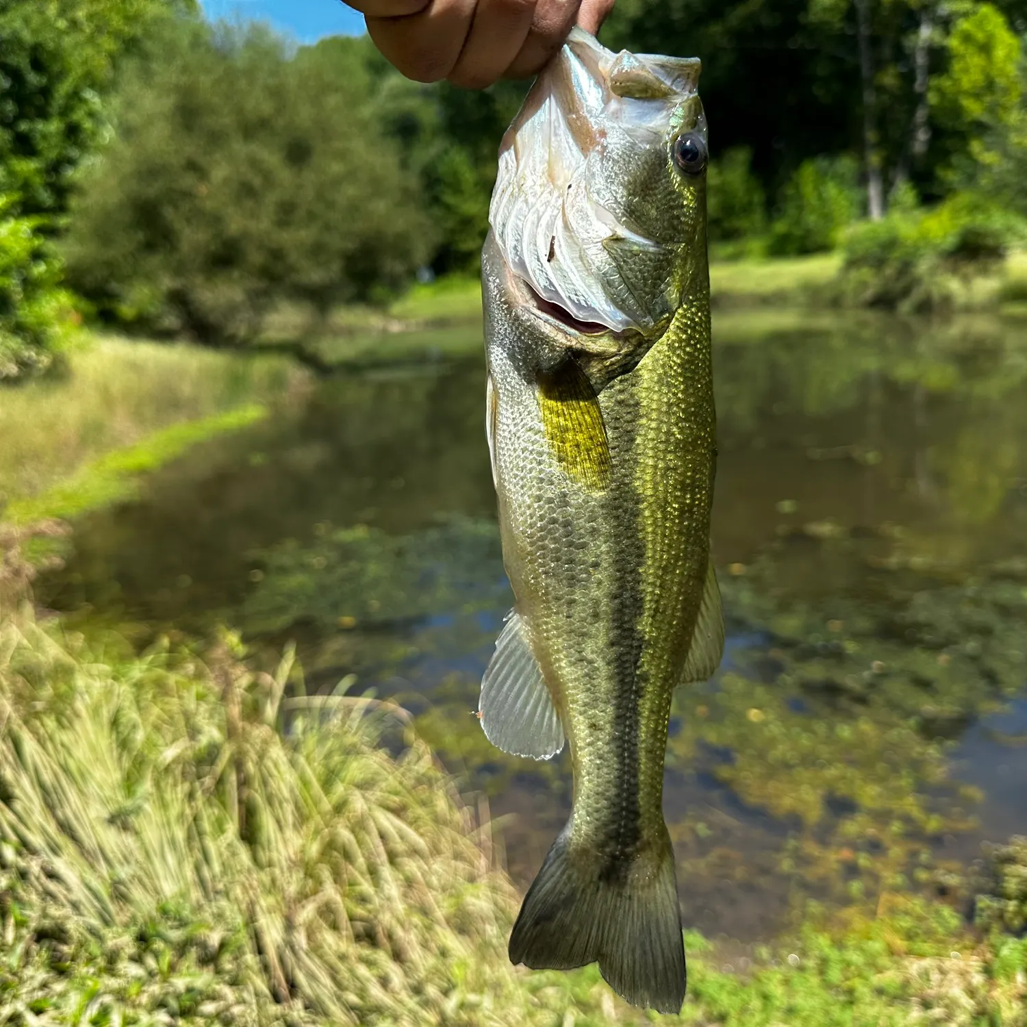 Largemouth bass caught on Fishbrain