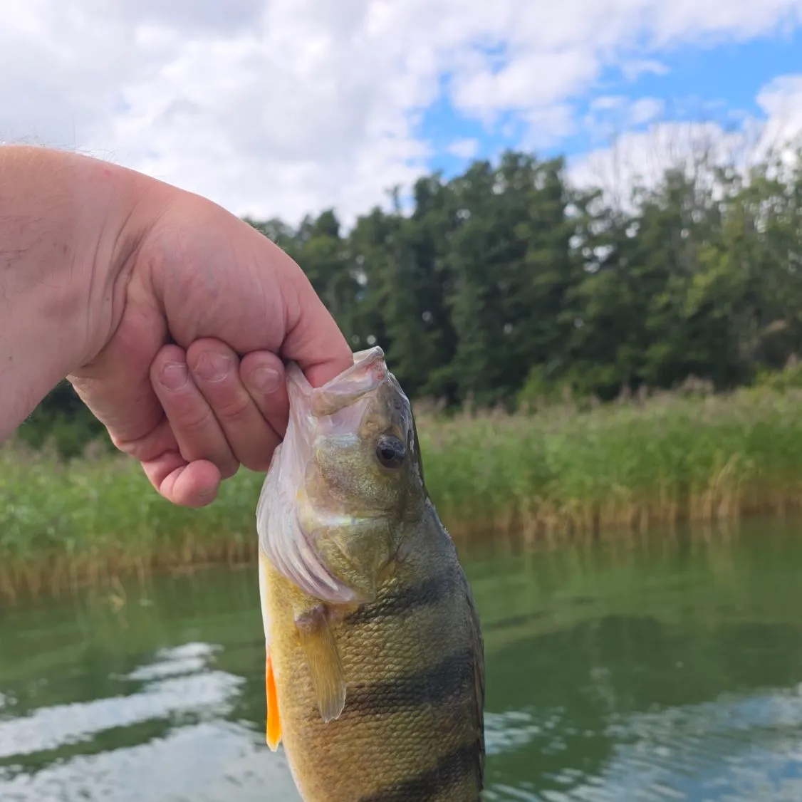 The most recent European perch catches on Fishbrain