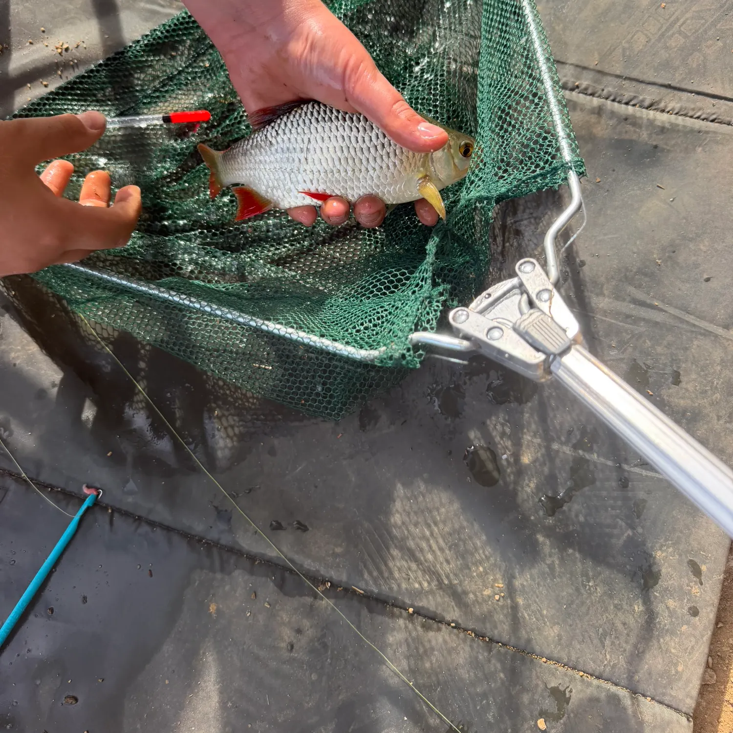 Common rudd caught on Fishbrain
