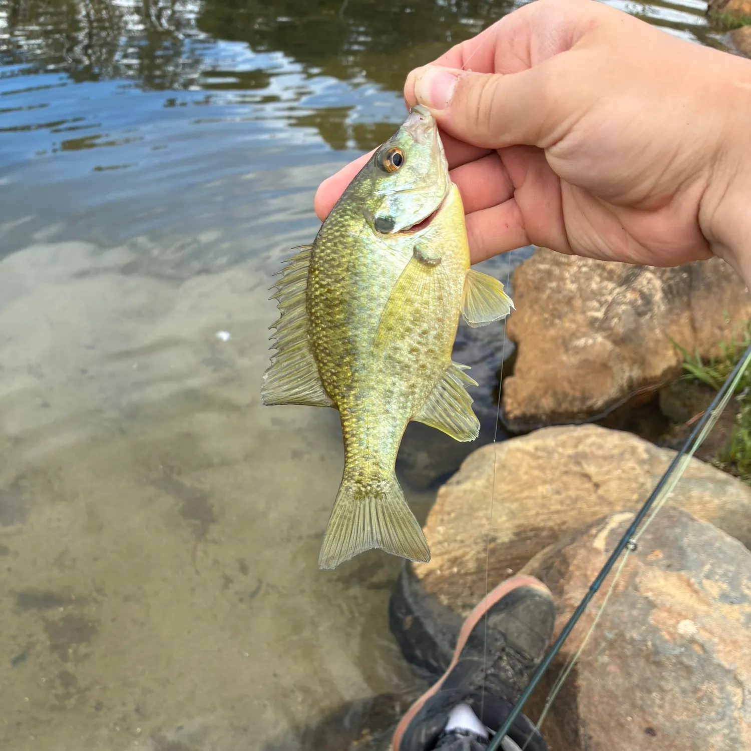 Bluegill caught on Fishbrain