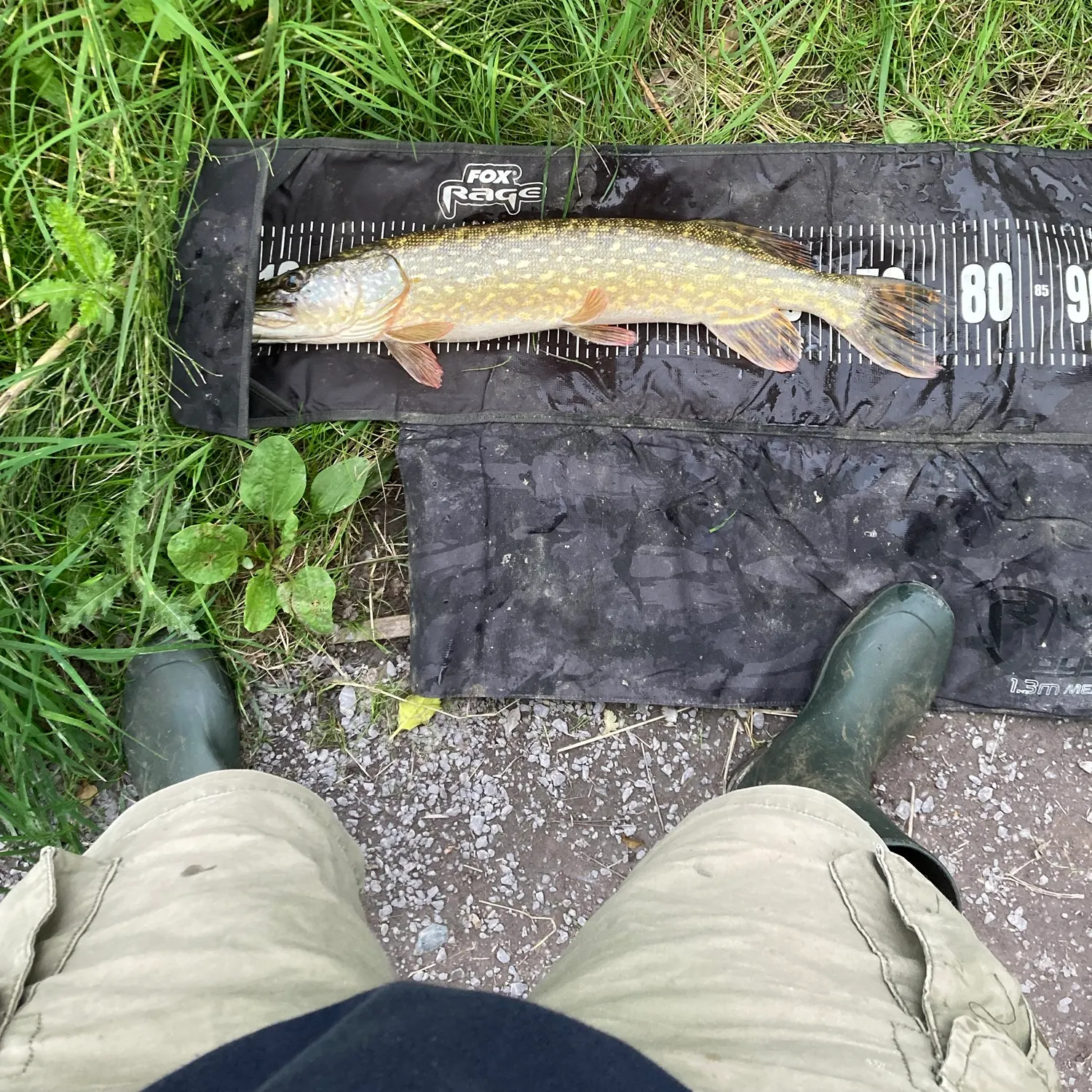 Northern pike caught on Fishbrain