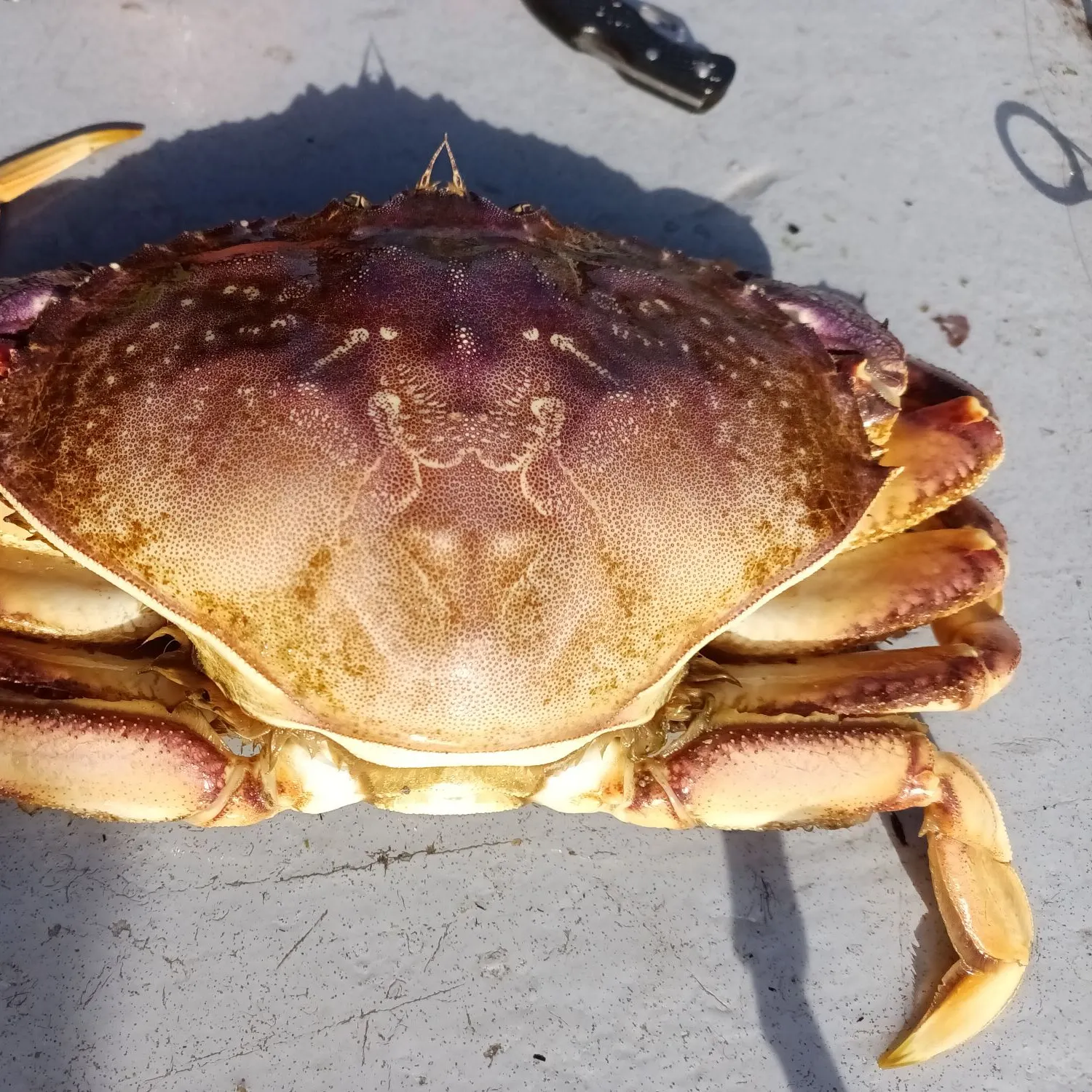 The most recent Dungeness crab catches on Fishbrain