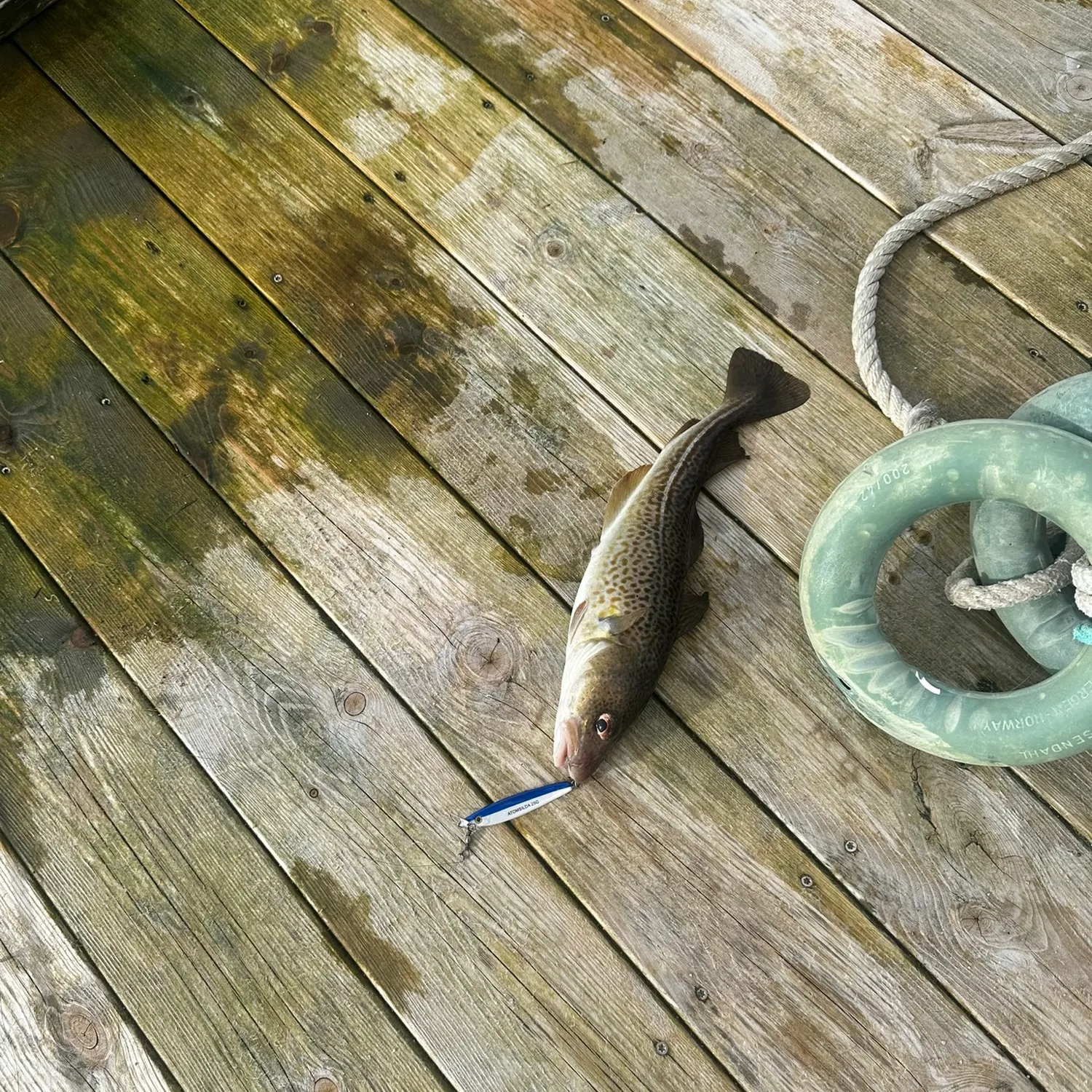 Atlantic cod caught on Fishbrain