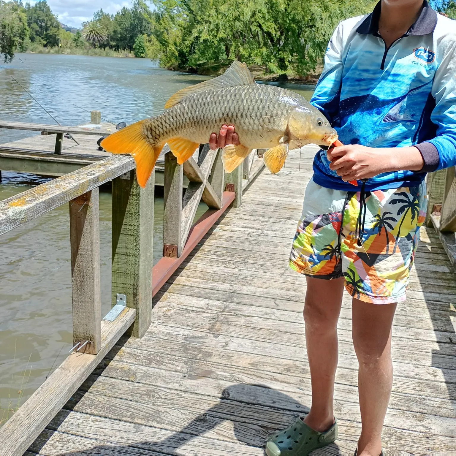 The most recent Common carp catches on Fishbrain