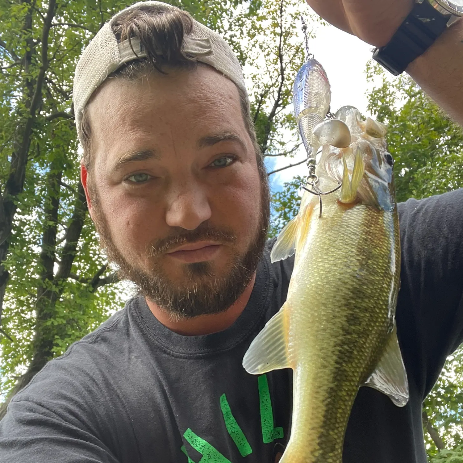 Largemouth bass caught on Fishbrain