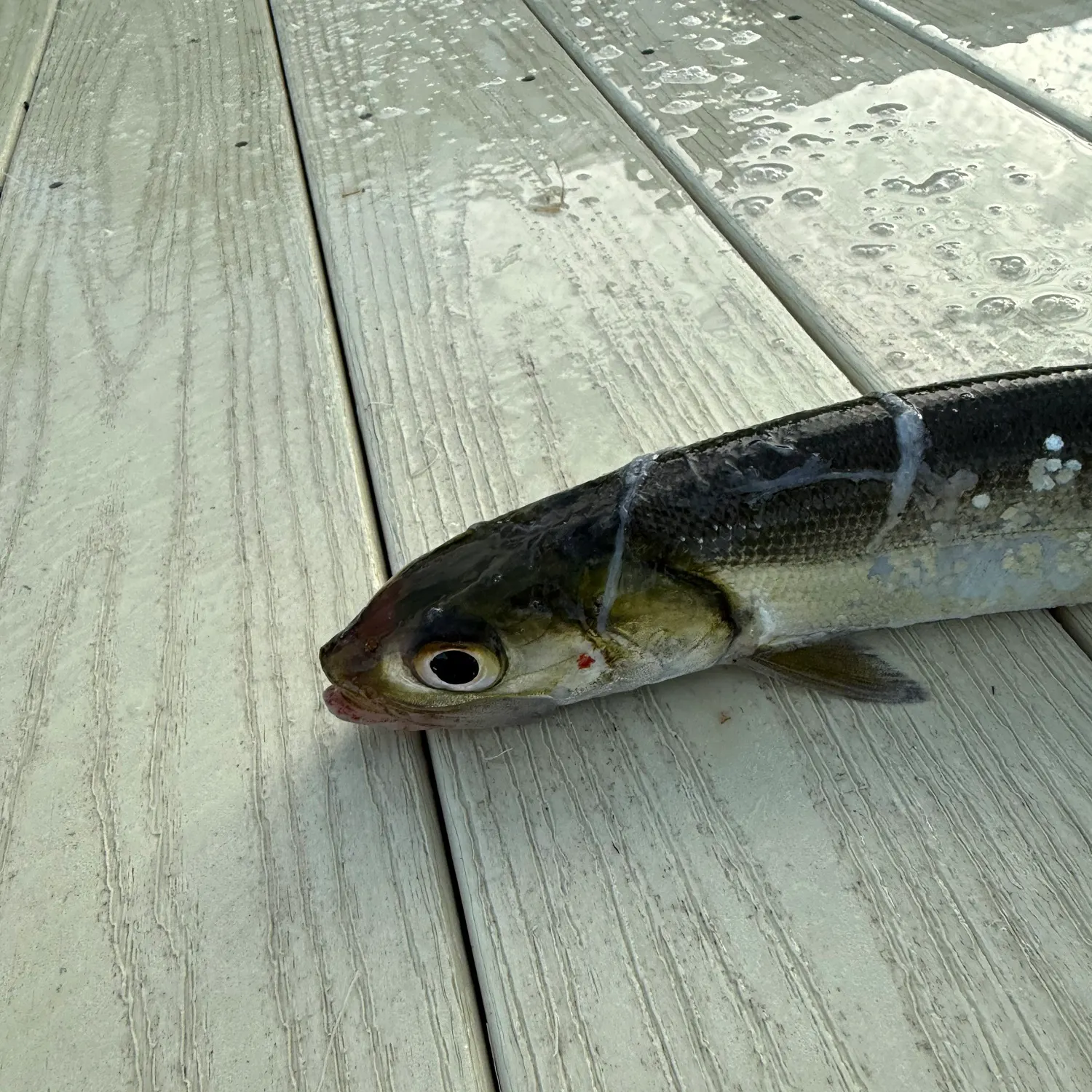 The most recent Mooneye catches on Fishbrain