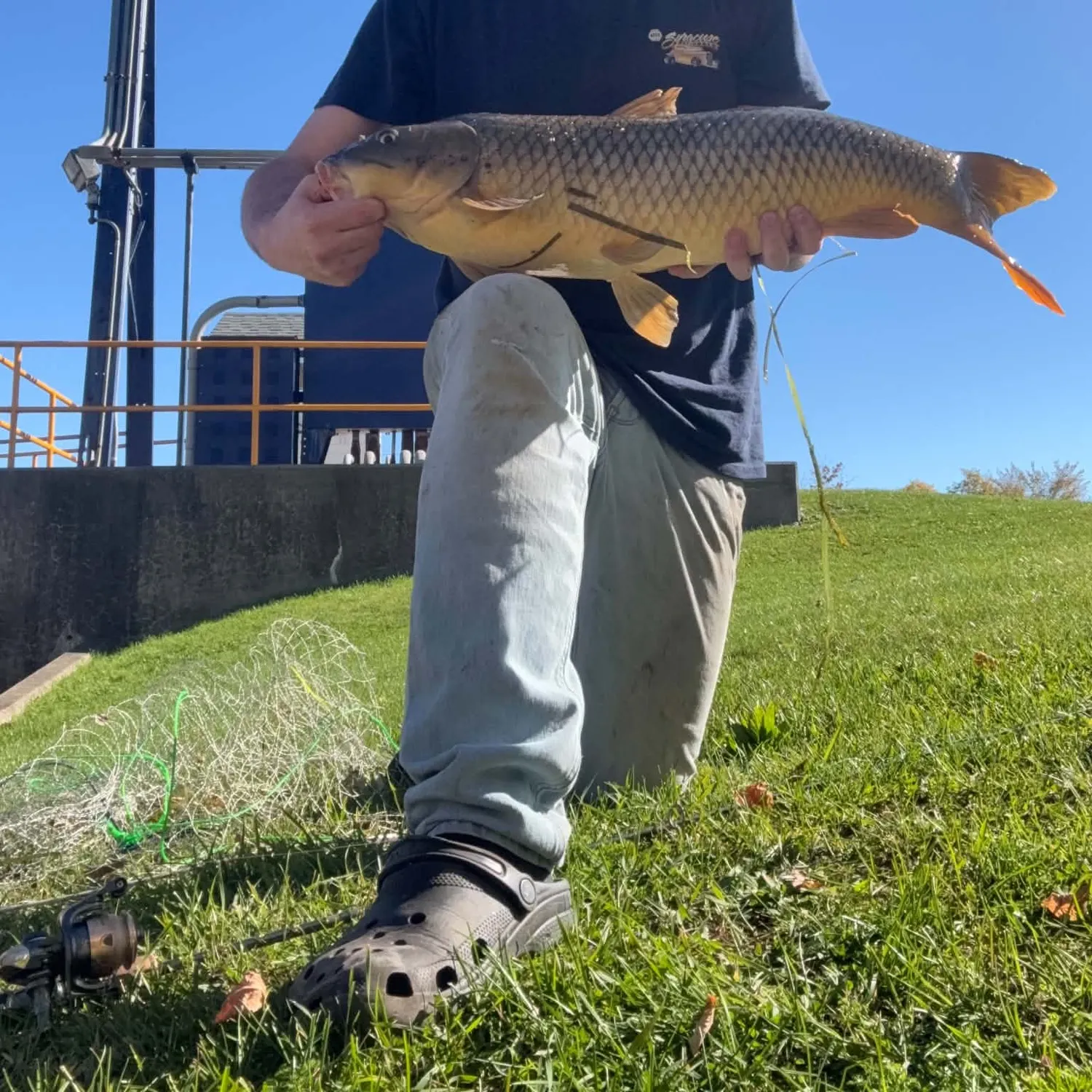 Common carp caught on Fishbrain