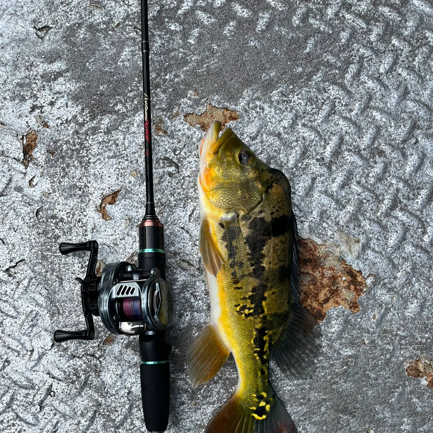The most recent Monoculus peacock bass catches on Fishbrain