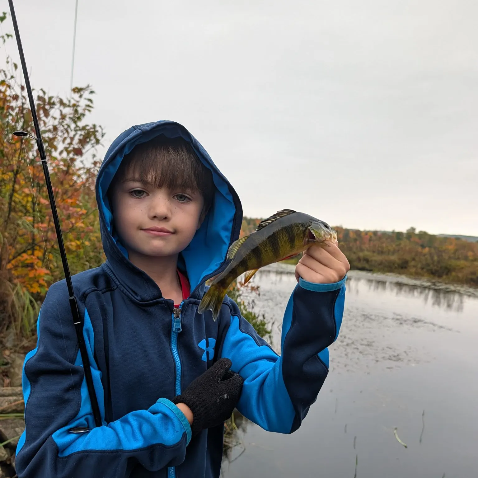 Yellow perch caught on Fishbrain