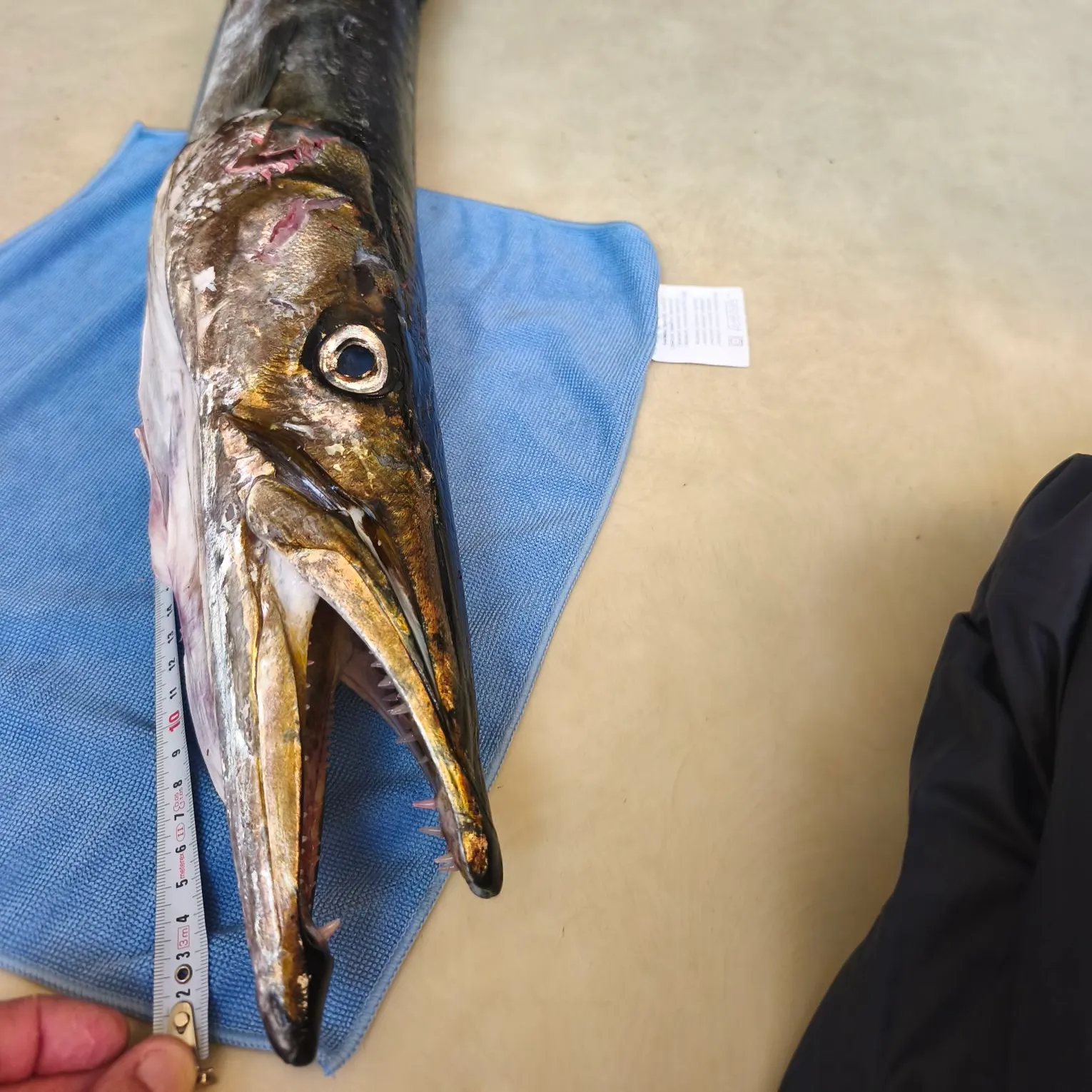 The most recent Pickhandle barracuda catches on Fishbrain