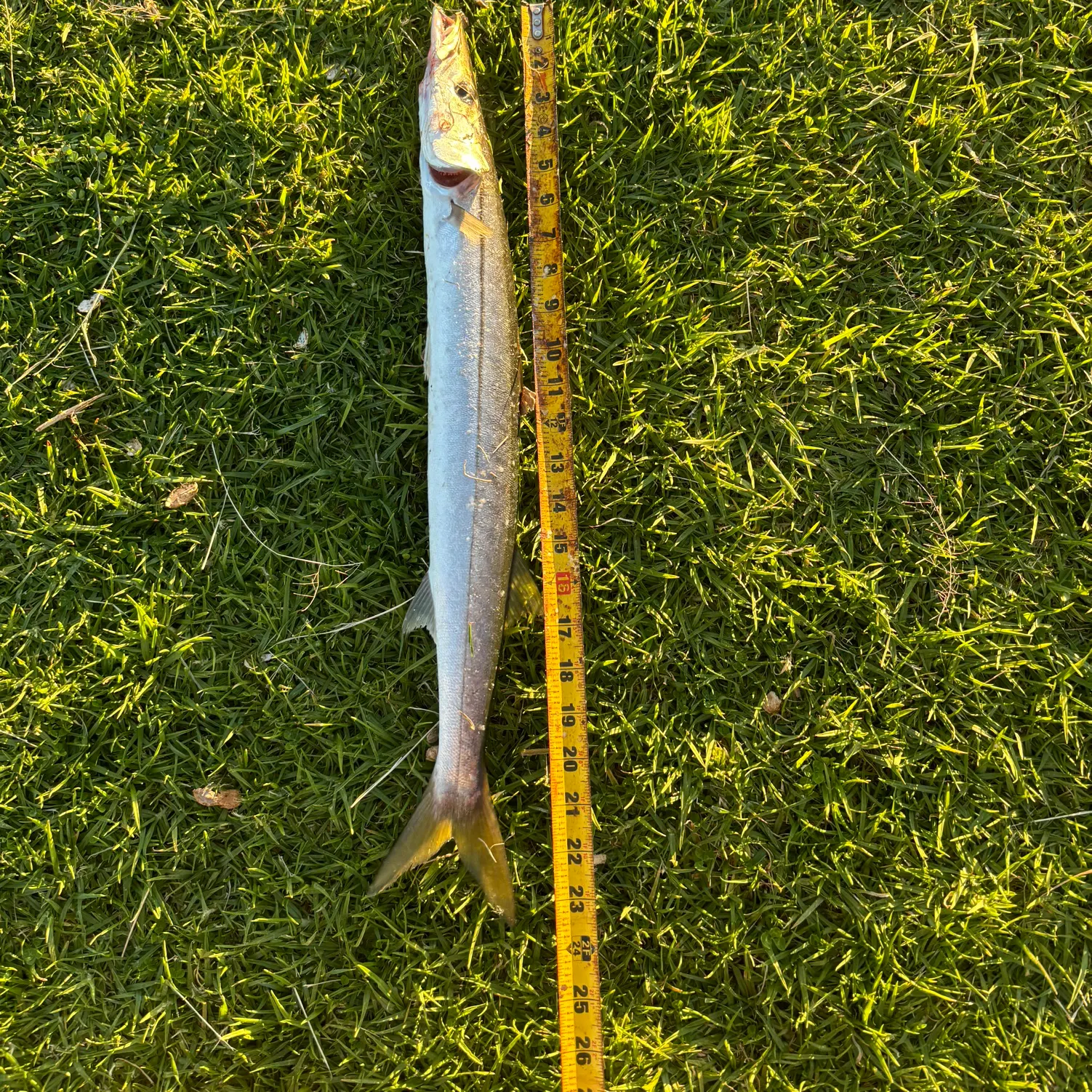 The most recent Pacific barracuda catches on Fishbrain
