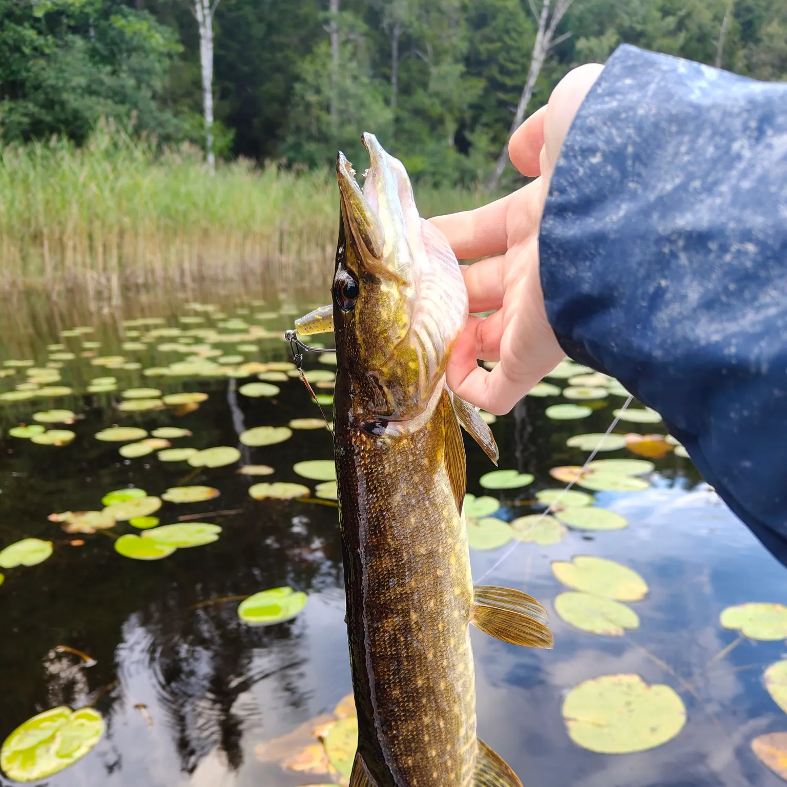 Northern pike caught on Fishbrain