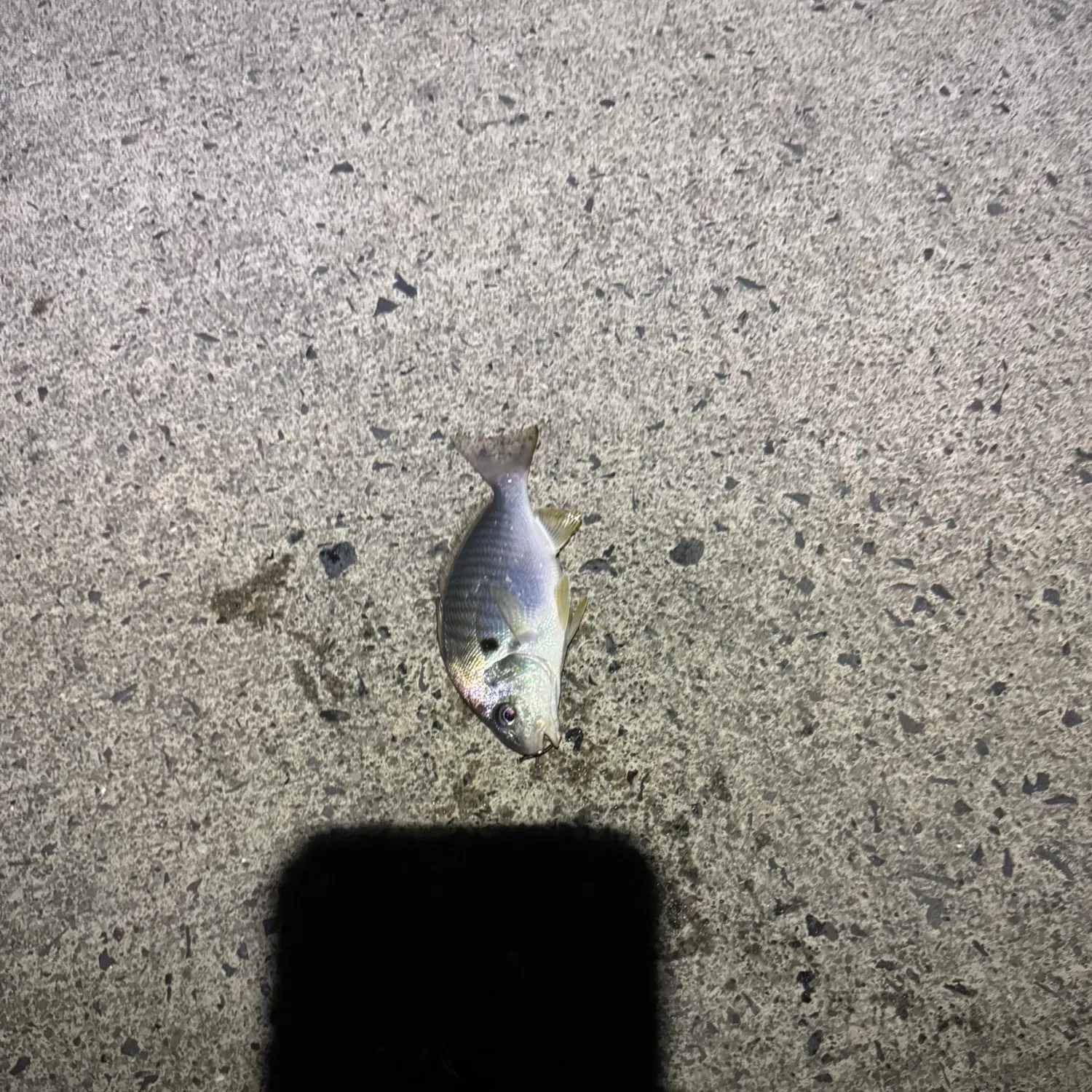 Spot croaker caught on Fishbrain