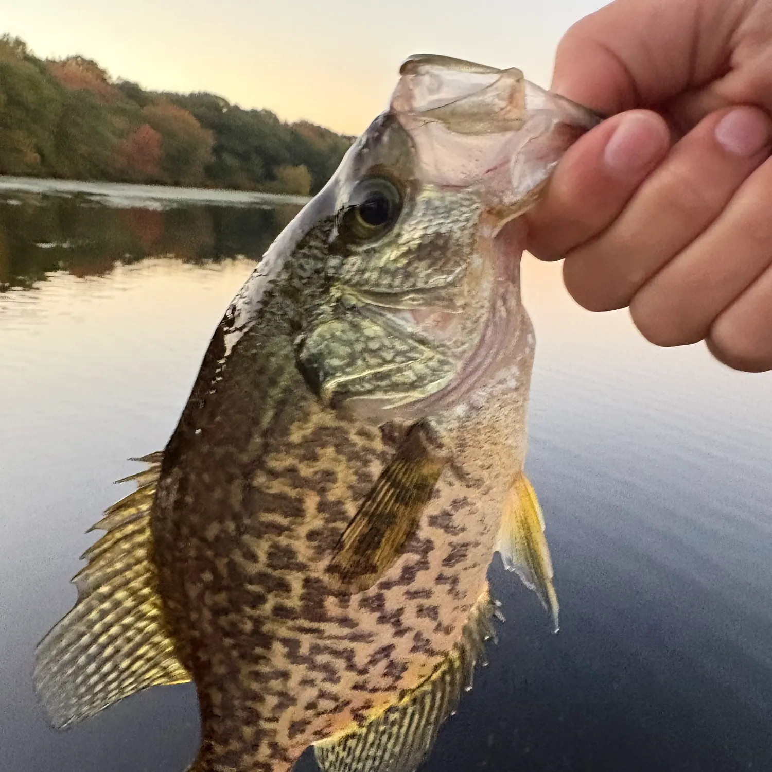 Black crappie caught on Fishbrain