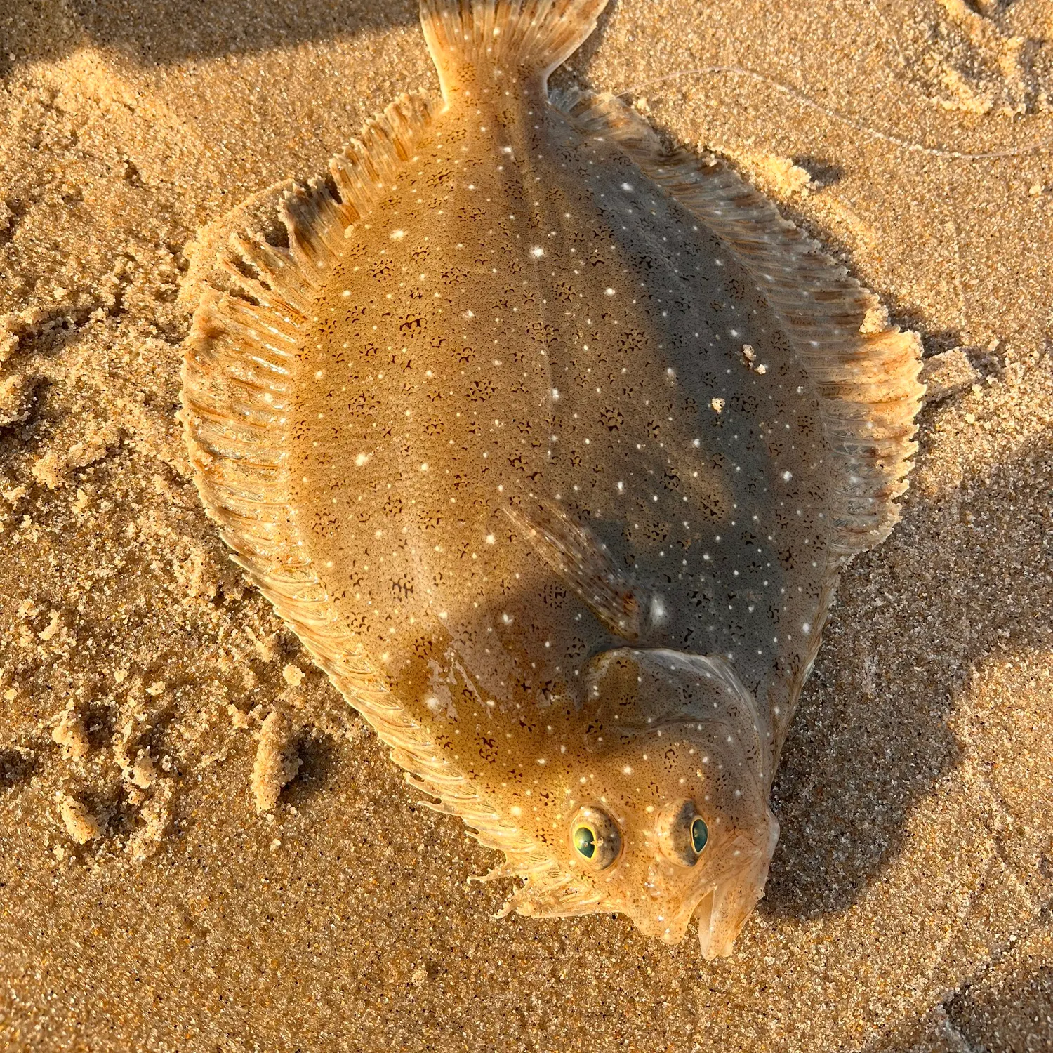The most recent Windowpane flounder catches on Fishbrain