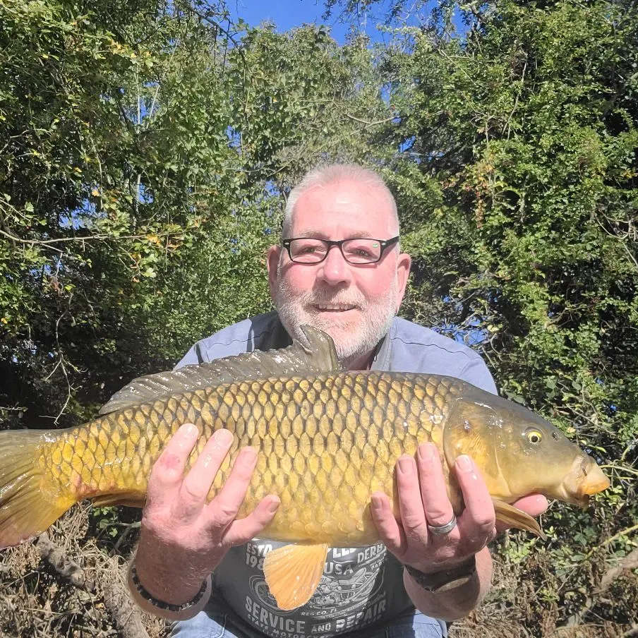 Common carp caught on Fishbrain