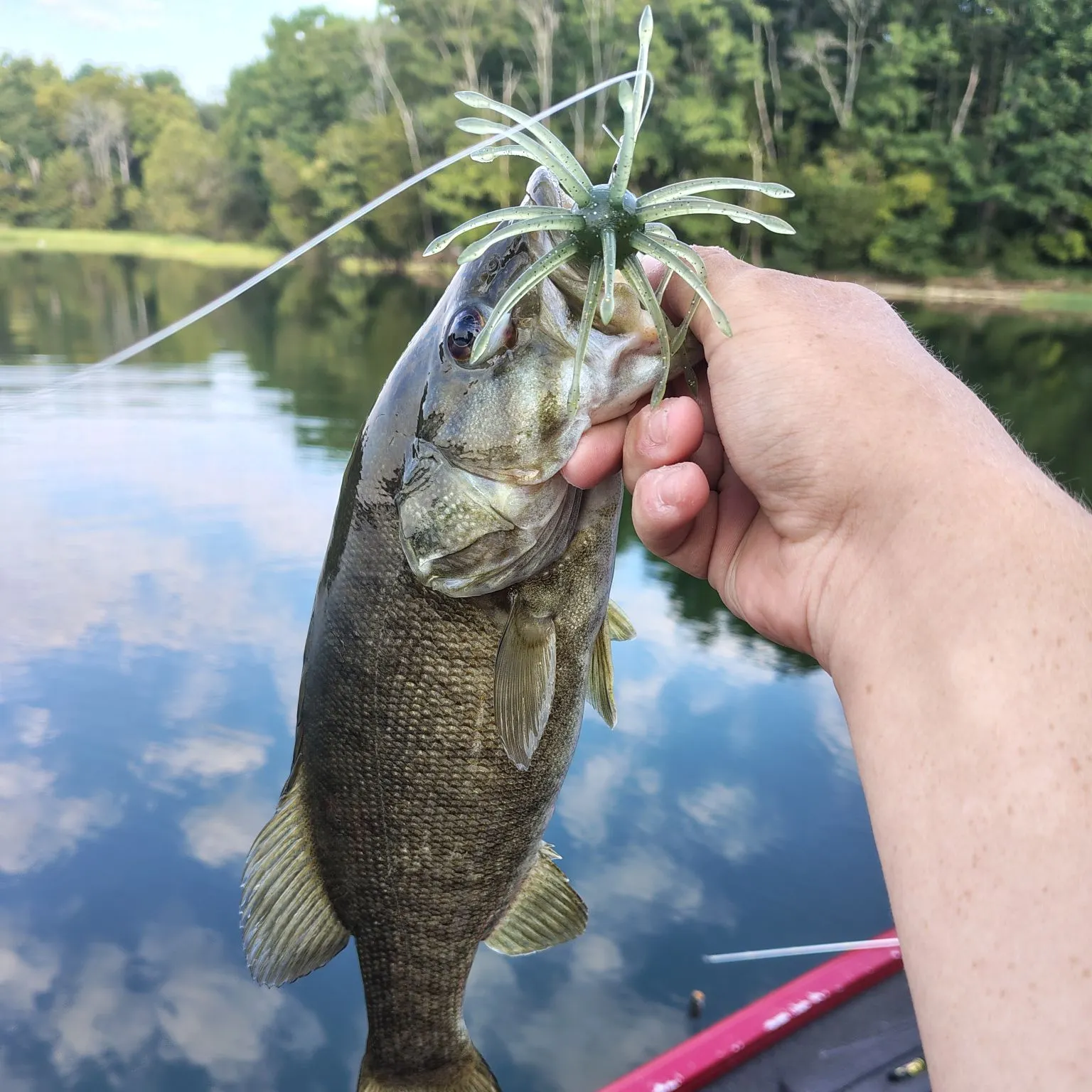 Smallmouth bass caught on Fishbrain