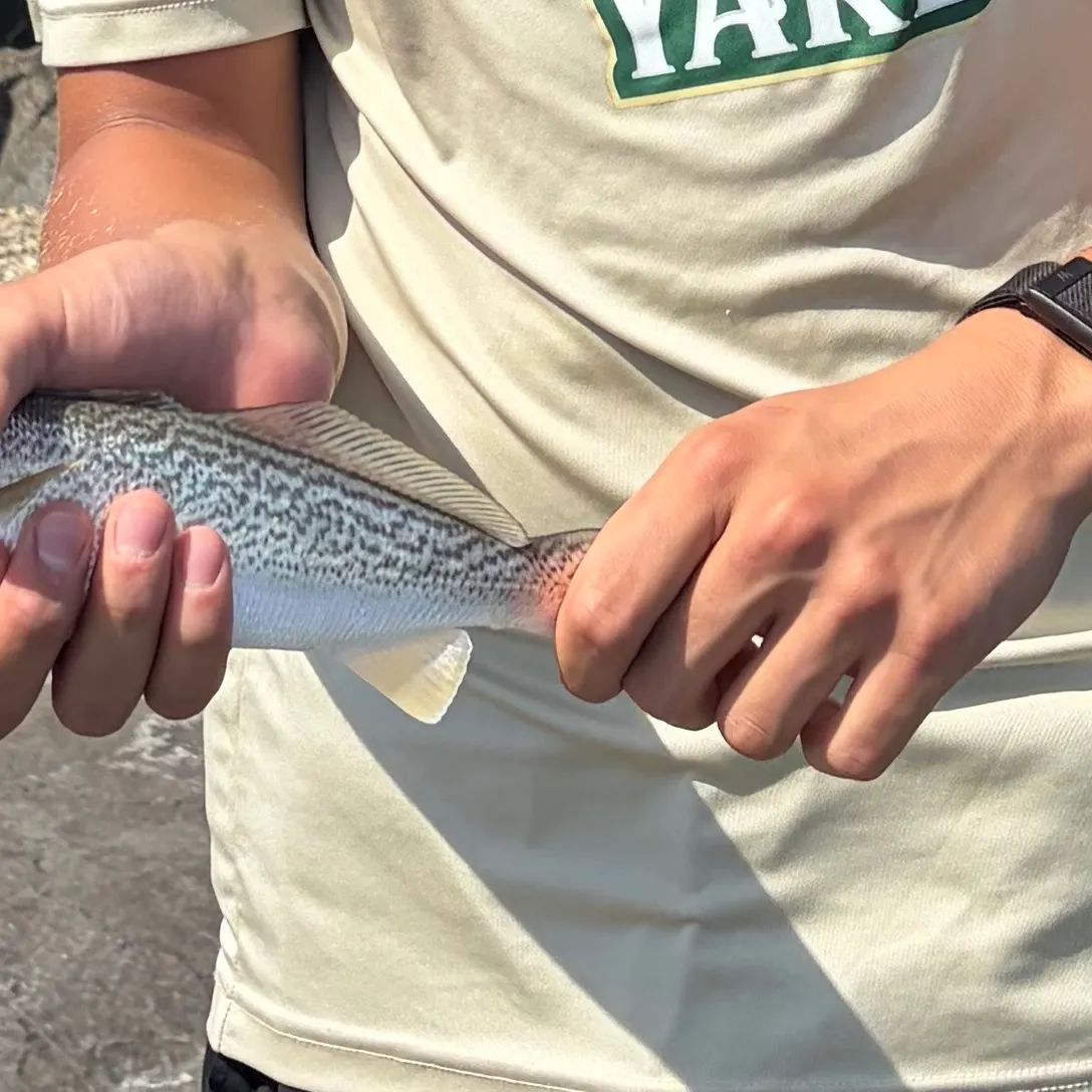 Gray weakfish caught on Fishbrain