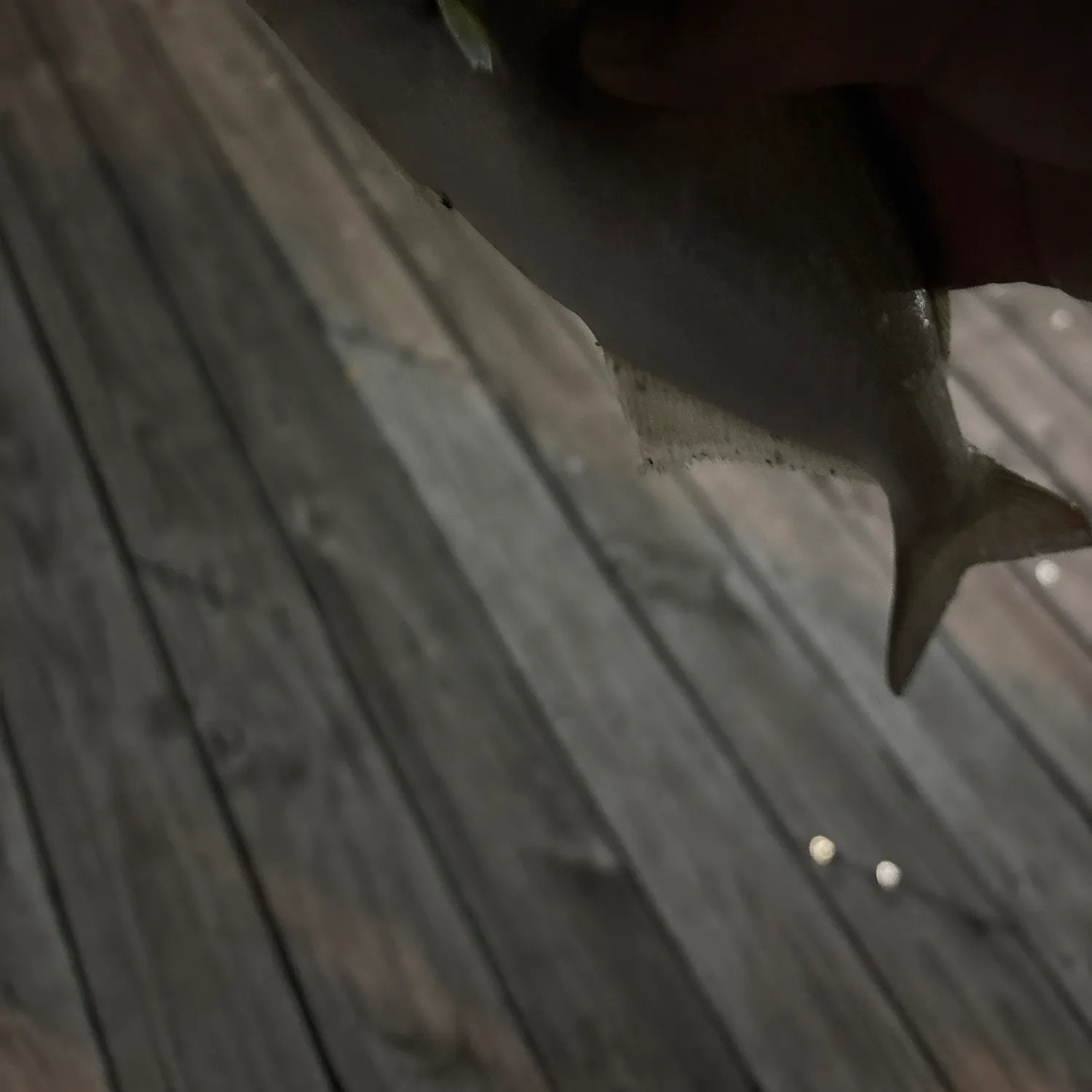 Fish caught on Fishbrain