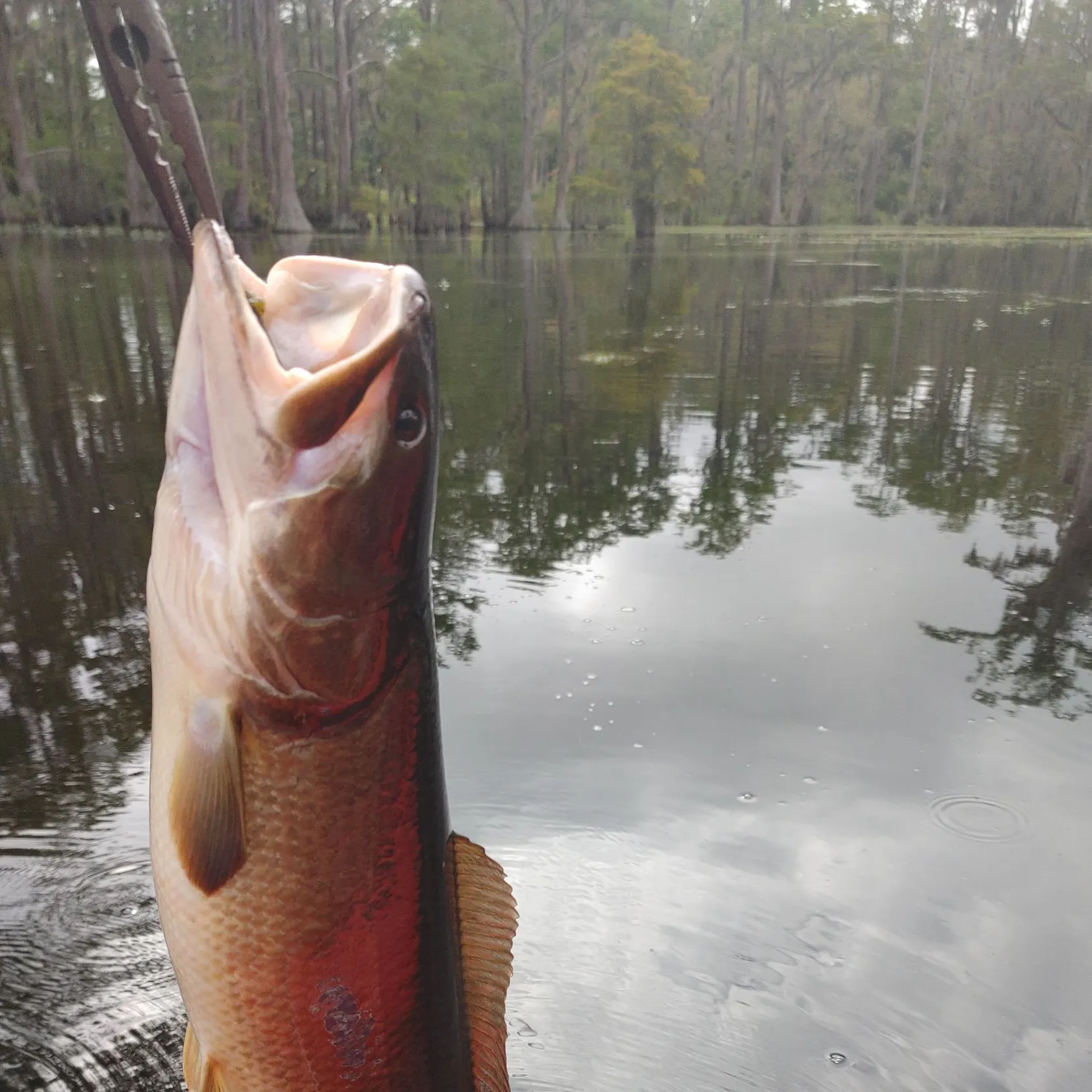 Ruddy bowfin caught on Fishbrain