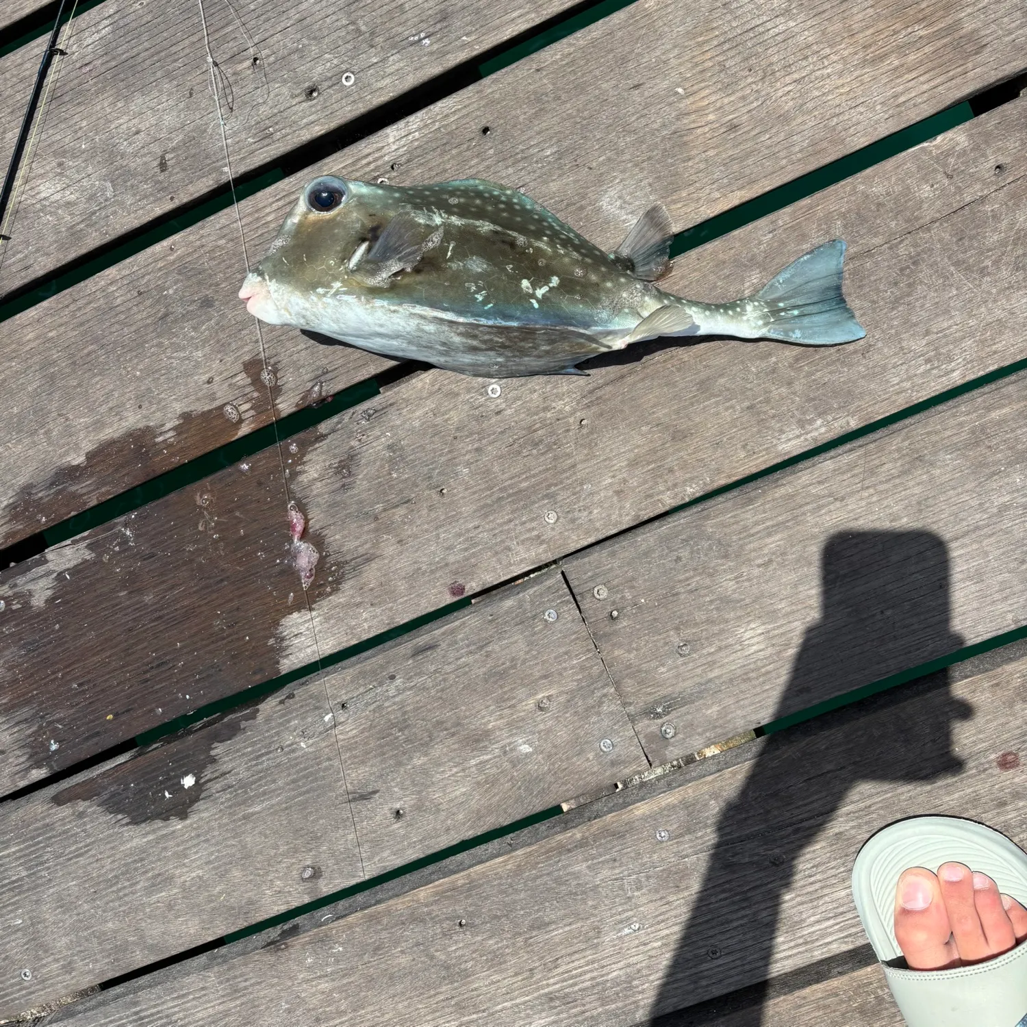 The most recent Scrawled cowfish catches on Fishbrain