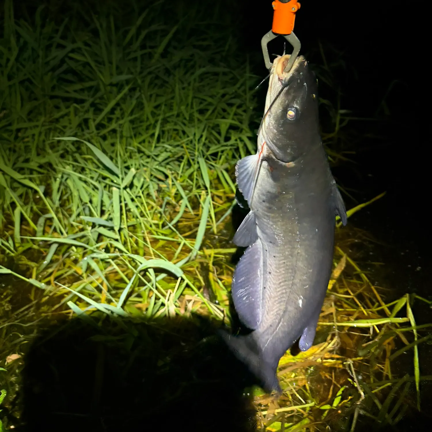 Channel catfish caught on Fishbrain