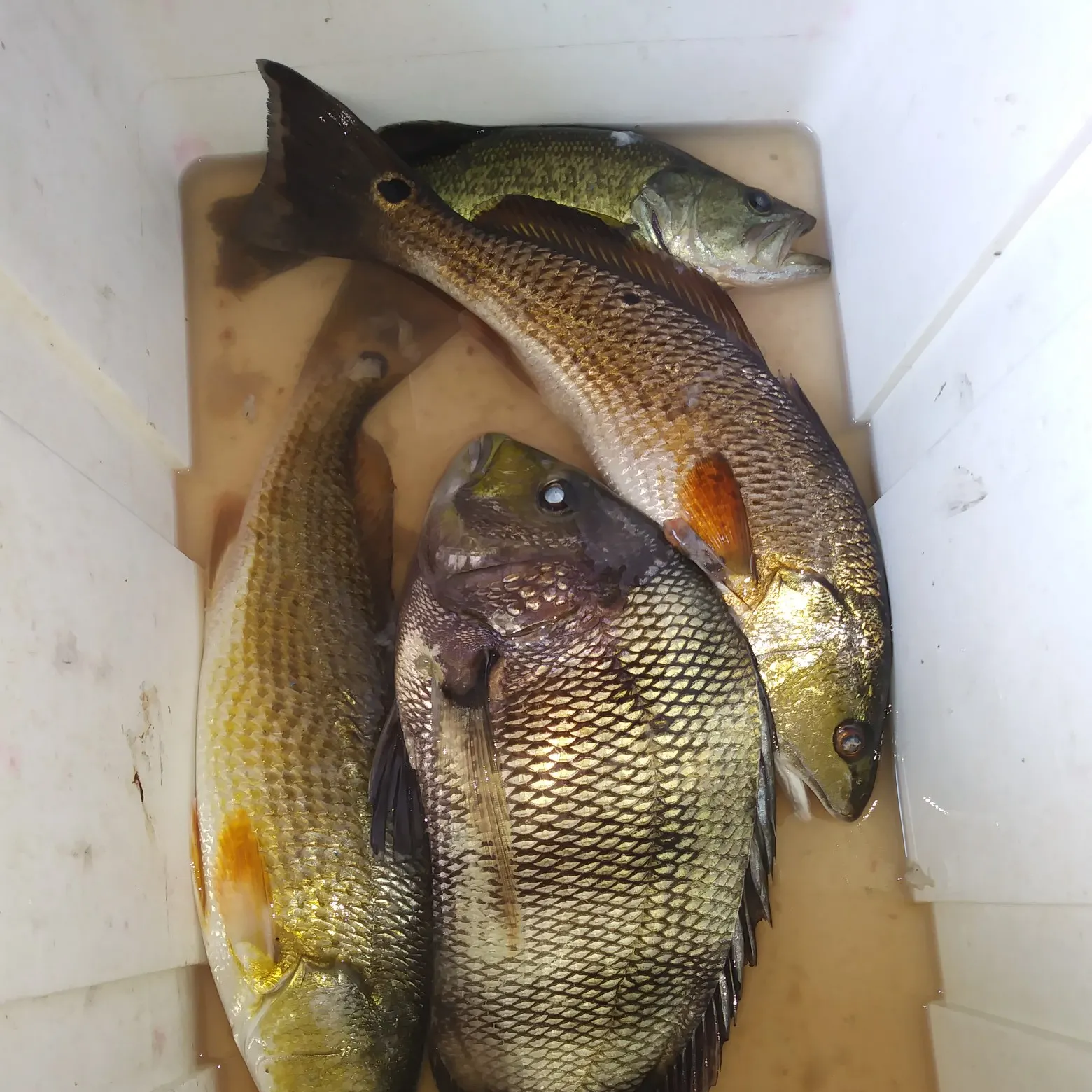 recently logged catches