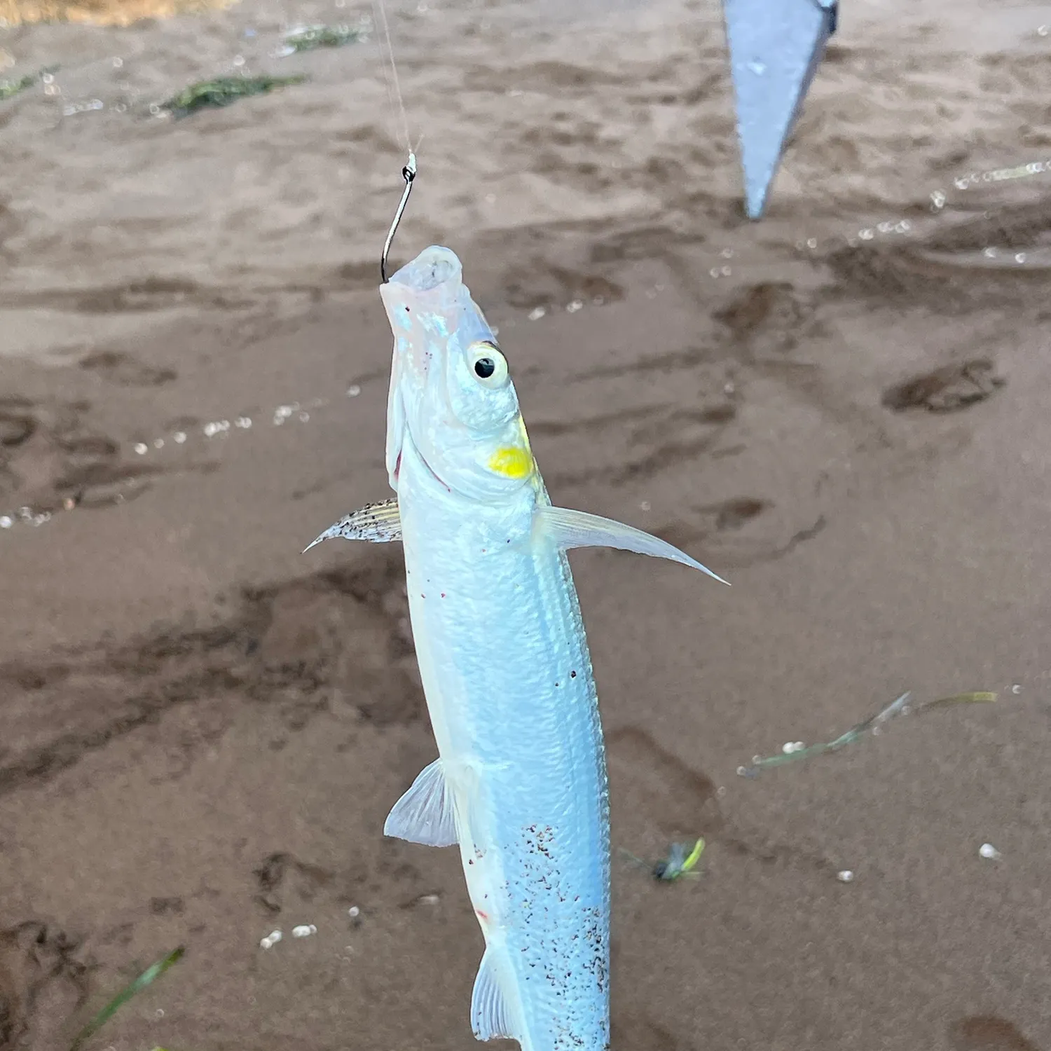 Jack silverside caught on Fishbrain