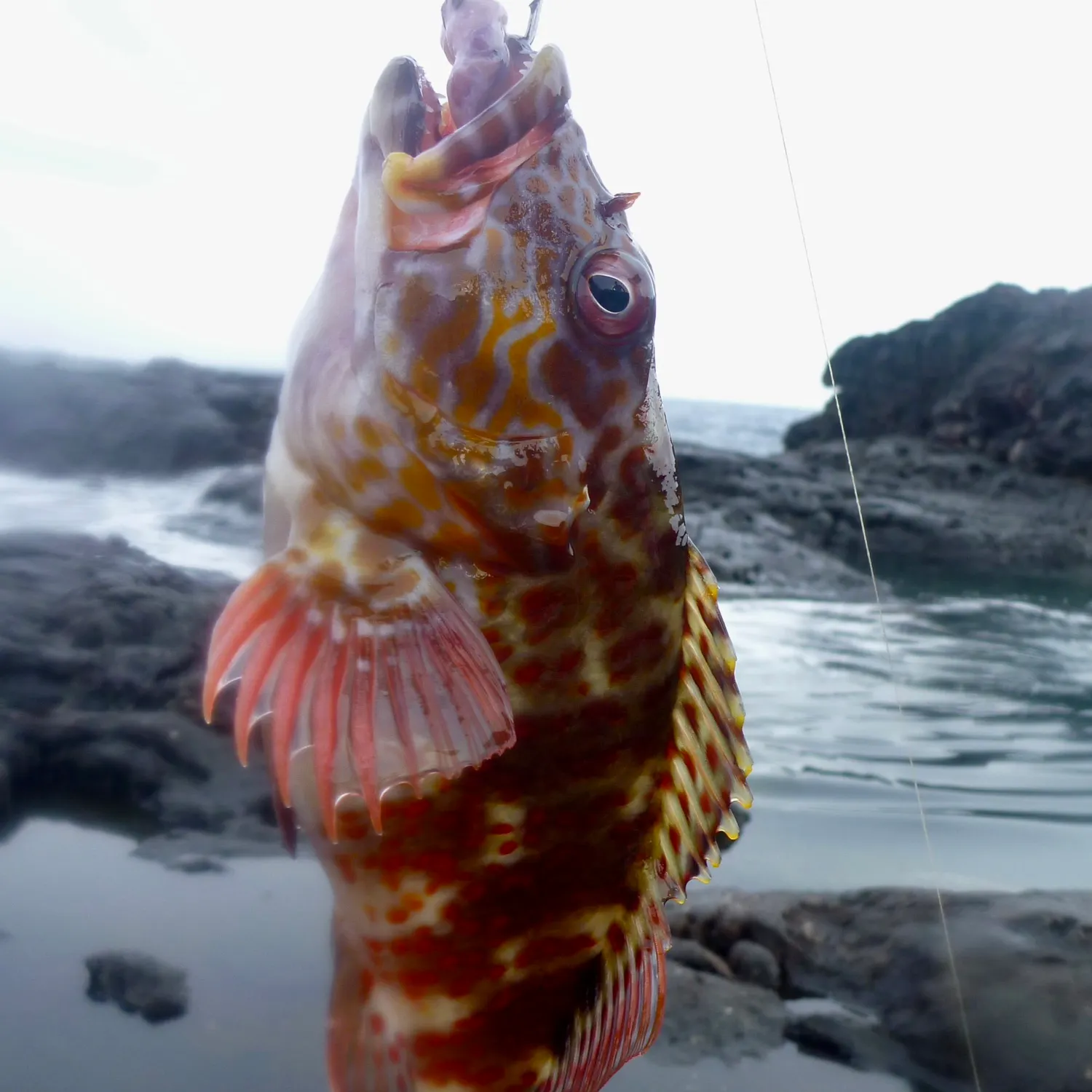 The most recent Stocky hawkfish catches on Fishbrain