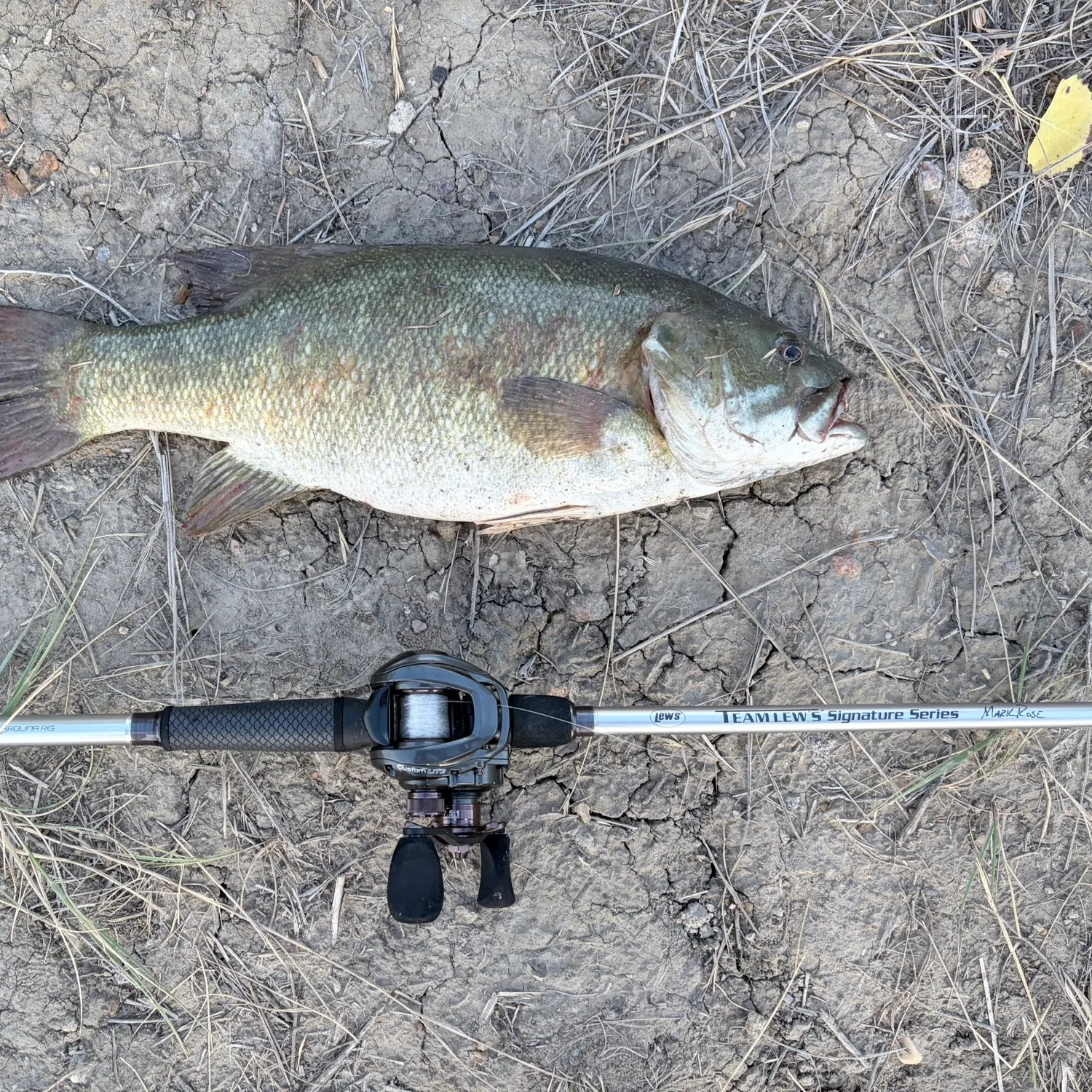 Smallmouth bass caught on Fishbrain