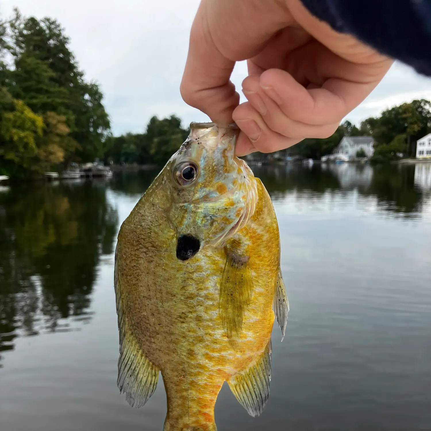 Redbreast sunfish caught on Fishbrain