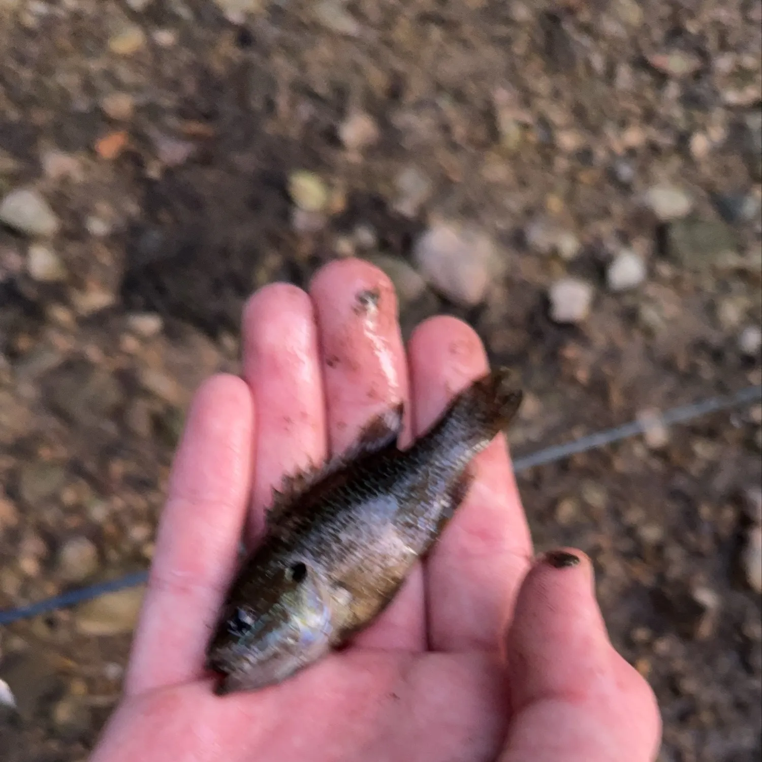 Green sunfish caught on Fishbrain