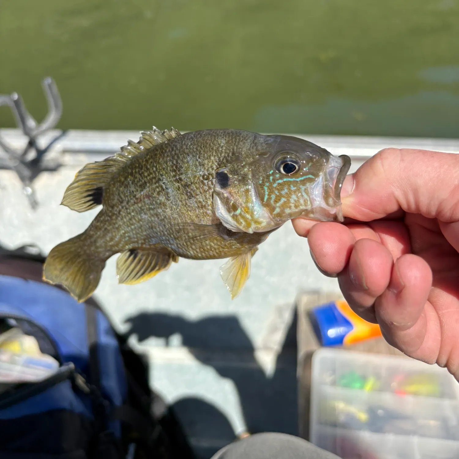 The most recent Greengill hybrid catches on Fishbrain