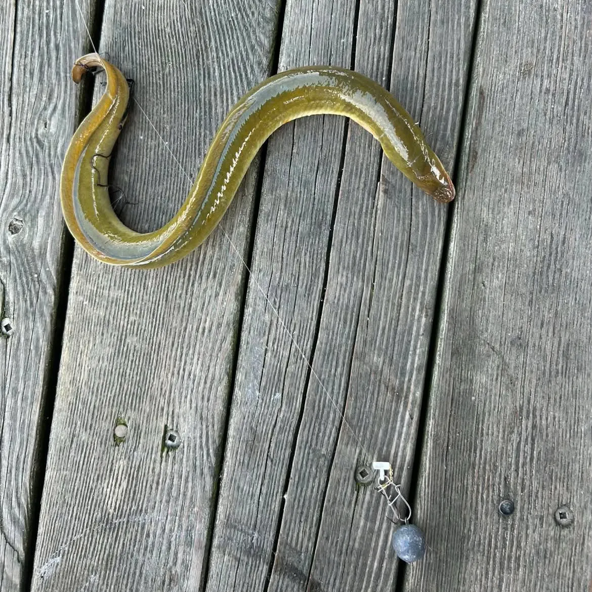 American eel caught on Fishbrain