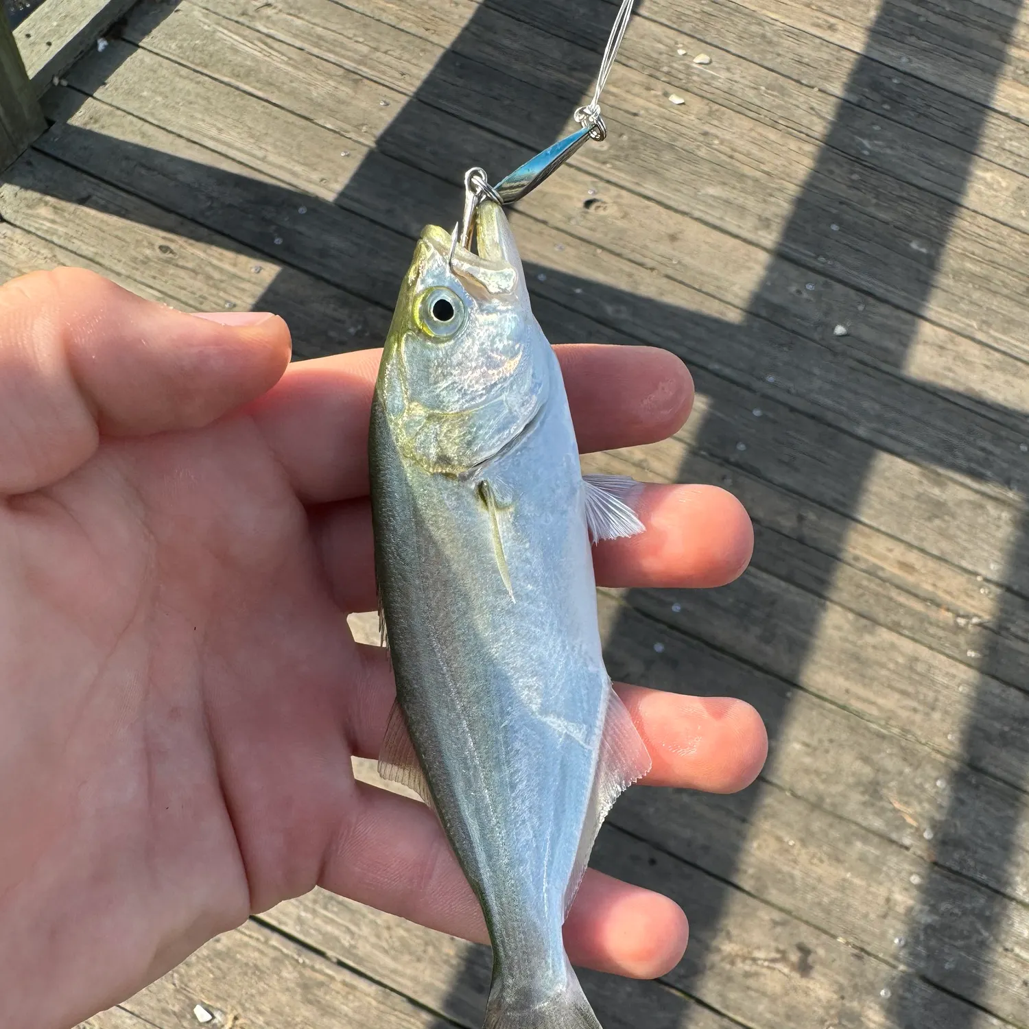 Bluefish caught on Fishbrain