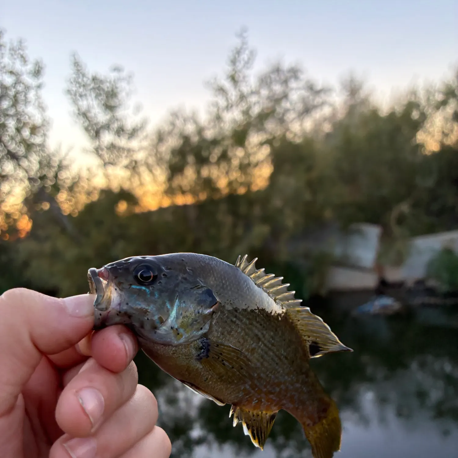 Bluegill caught on Fishbrain