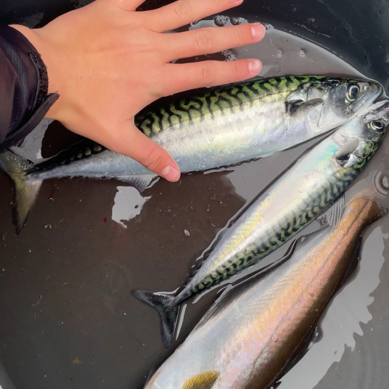 Atlantic mackerel caught on Fishbrain