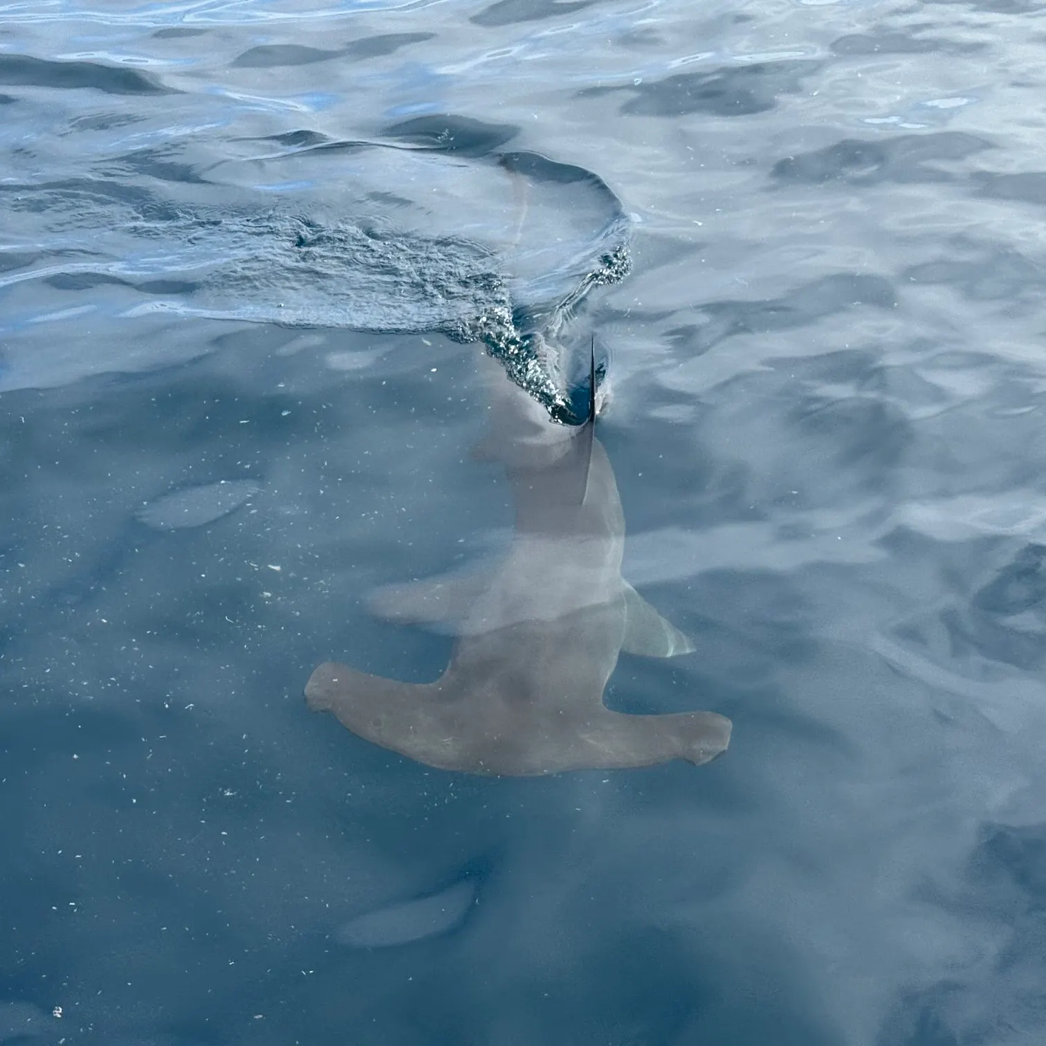 Smooth hammerhead shark caught on Fishbrain
