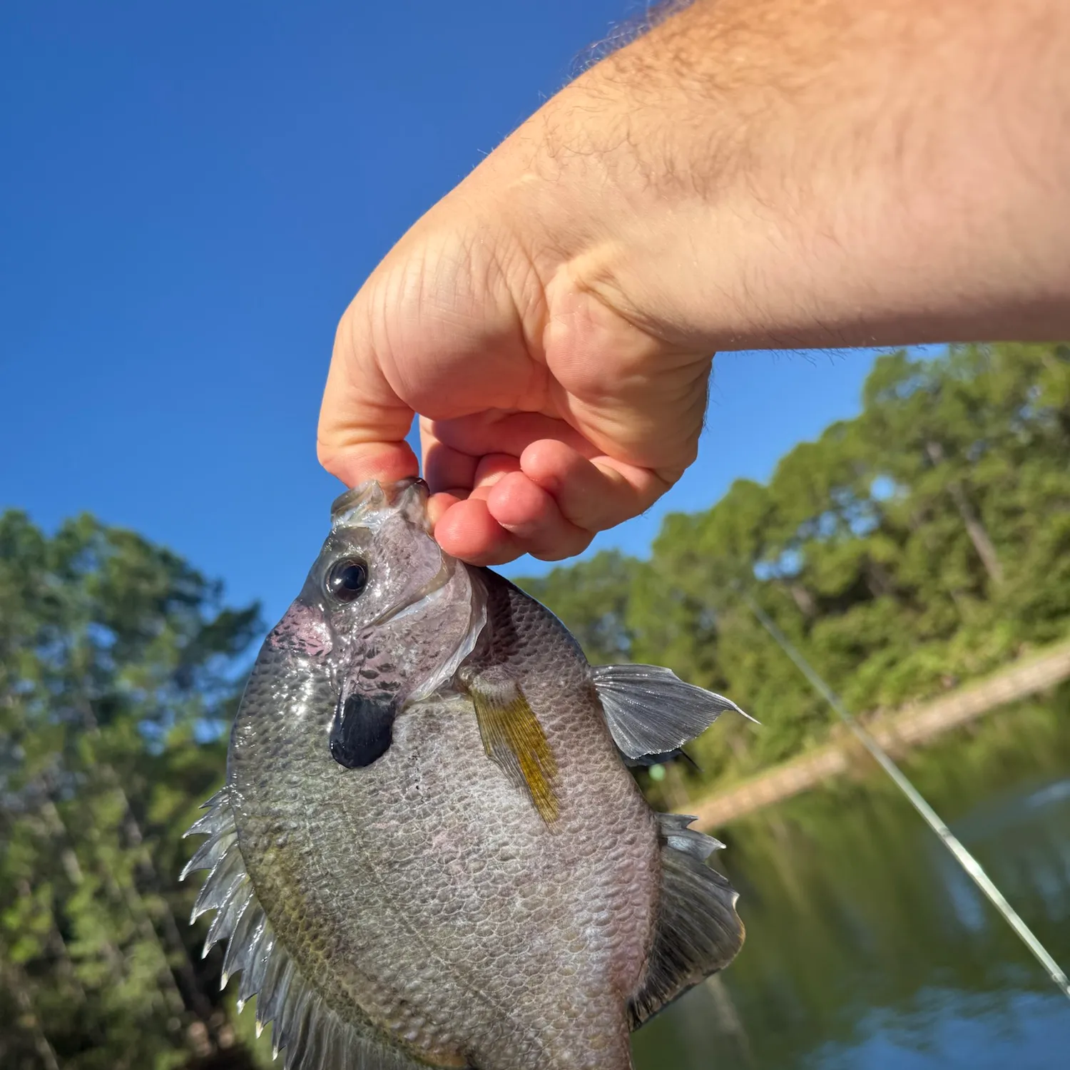 Bluegill caught on Fishbrain
