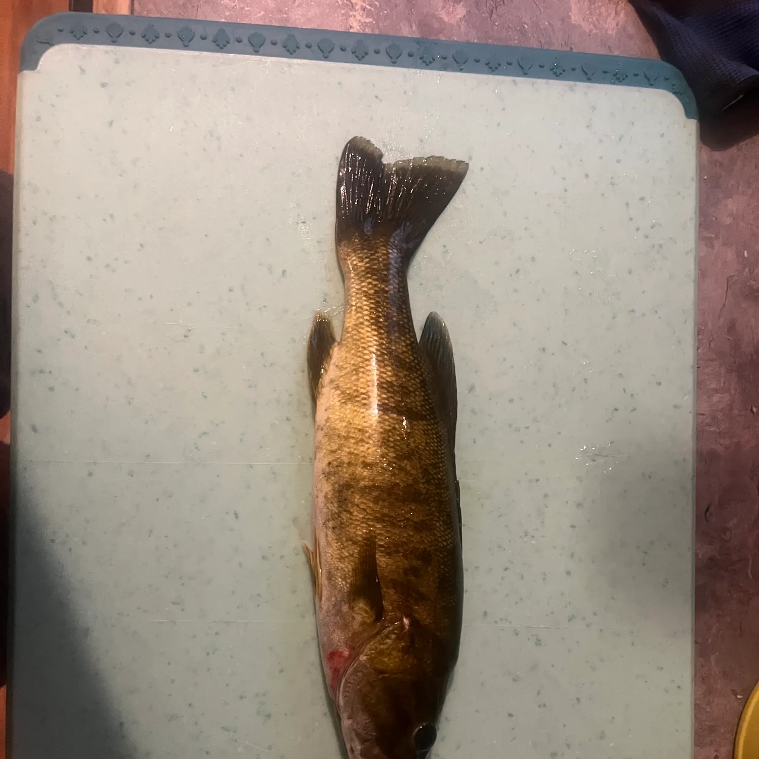 Smallmouth bass caught on Fishbrain