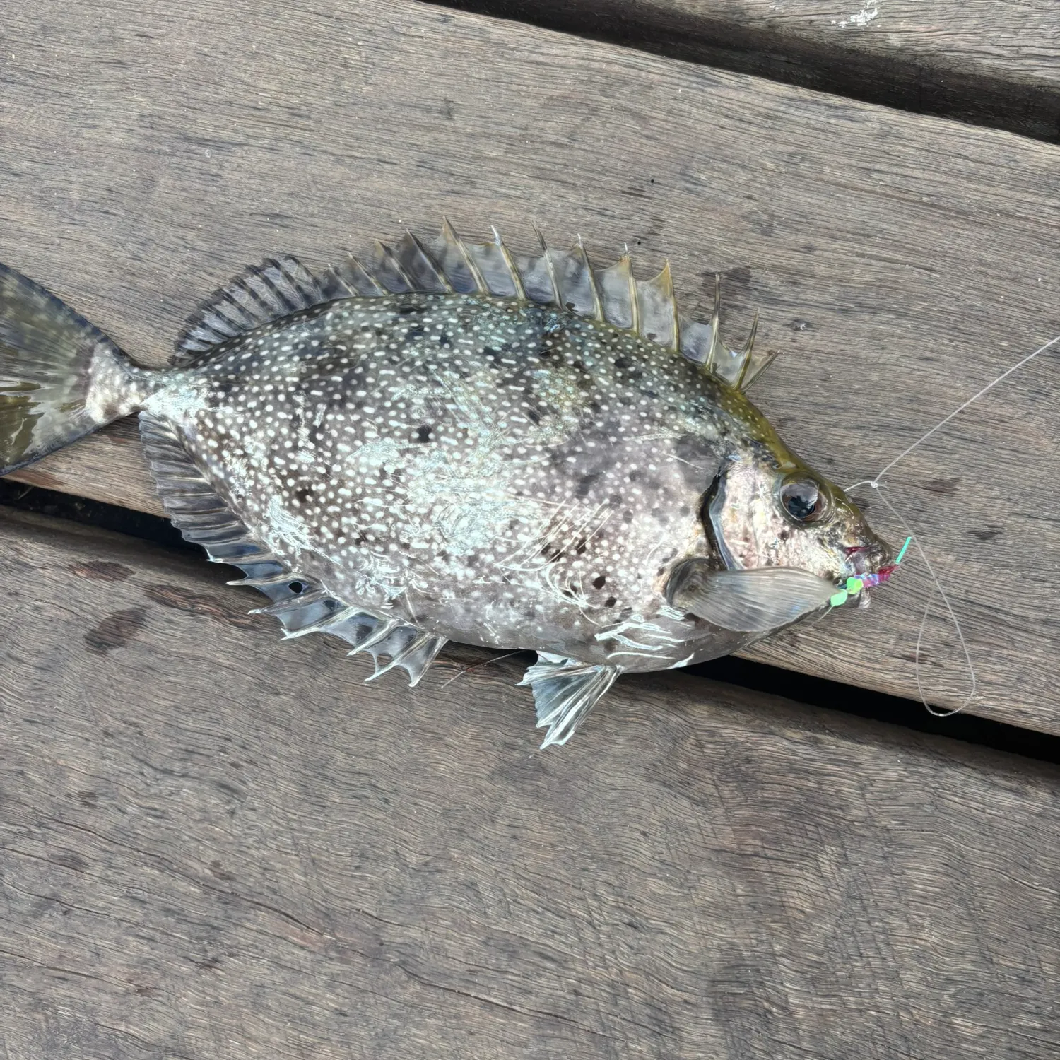 The most recent Mottled spinefoot catches on Fishbrain