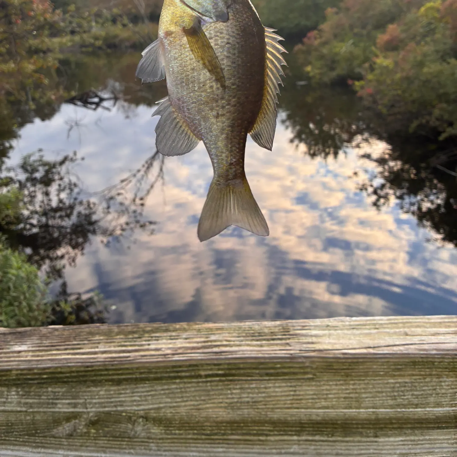 Bluegill caught on Fishbrain